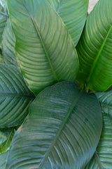 Close up of spathiphyllum 'sensation' leaves