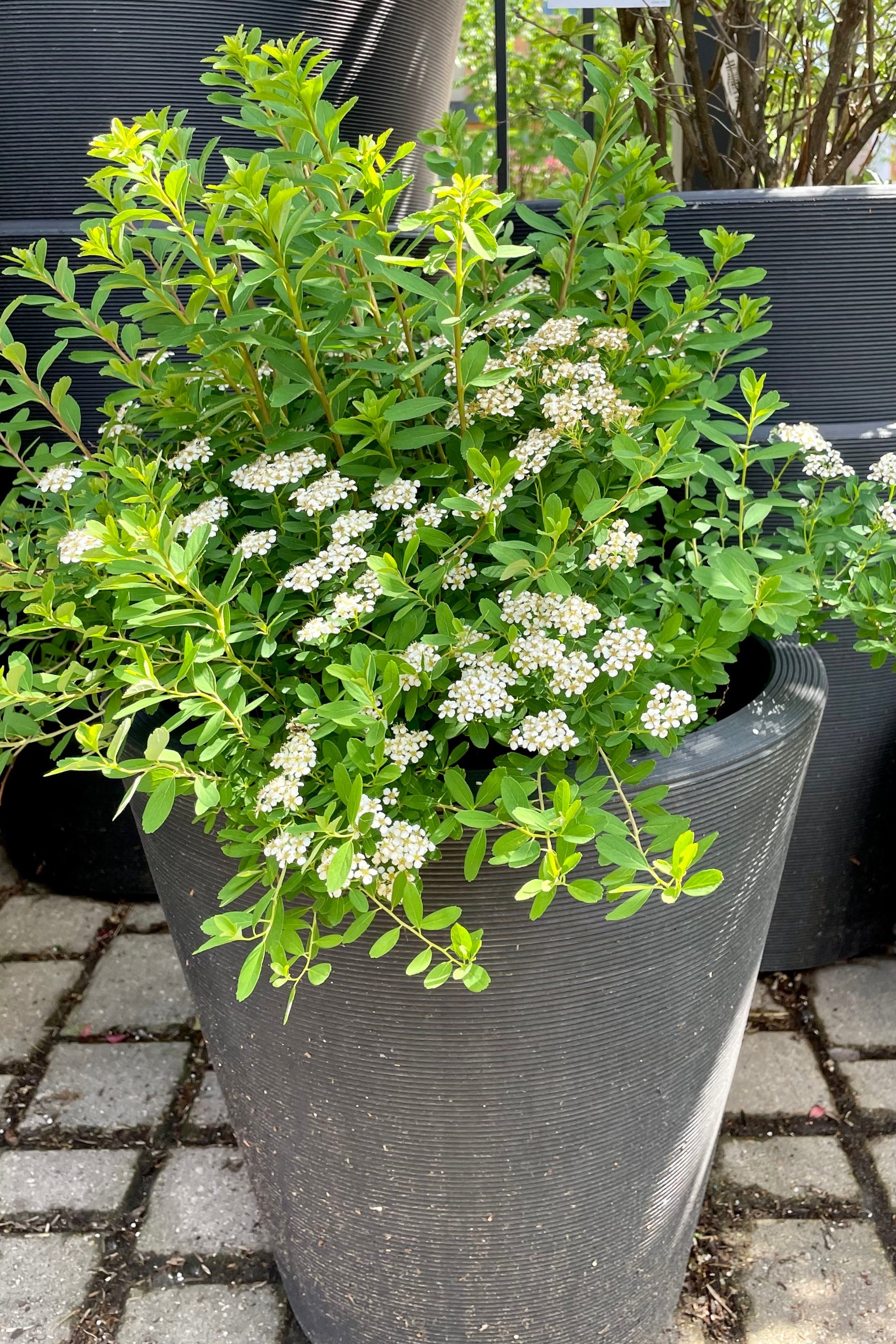 #3 container of Spiraea 'Snowmound' in bloom the beginning of June showing white flowers and green foliage sitting in a decorative pot in the Sprout Home yard. ©Sprout Home