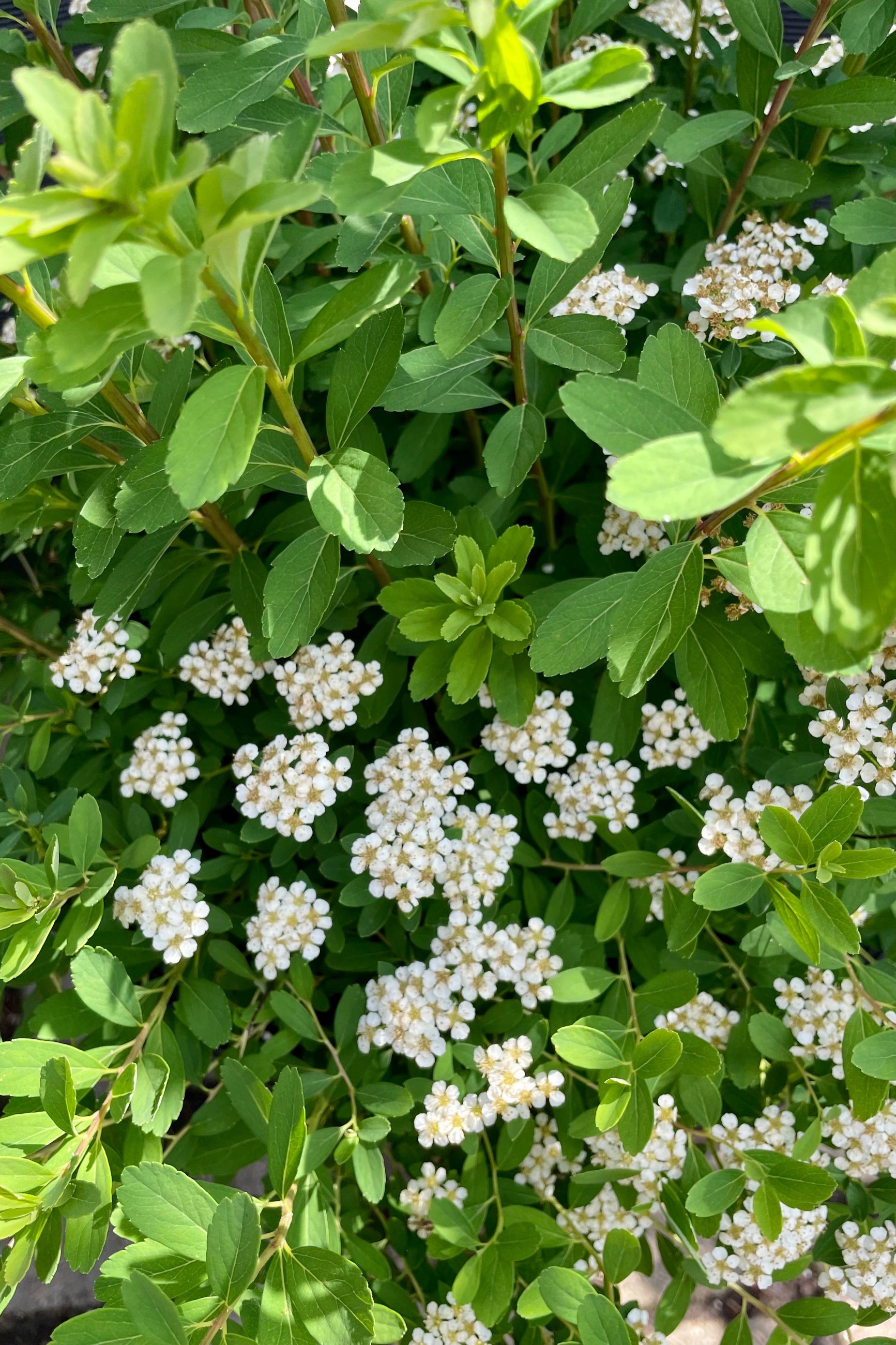 Spiraea 'Snowmound' shrub in full bloom the beginning of June showing the white flowers against bright green foliage at Sprout Home. ©Sprout Home