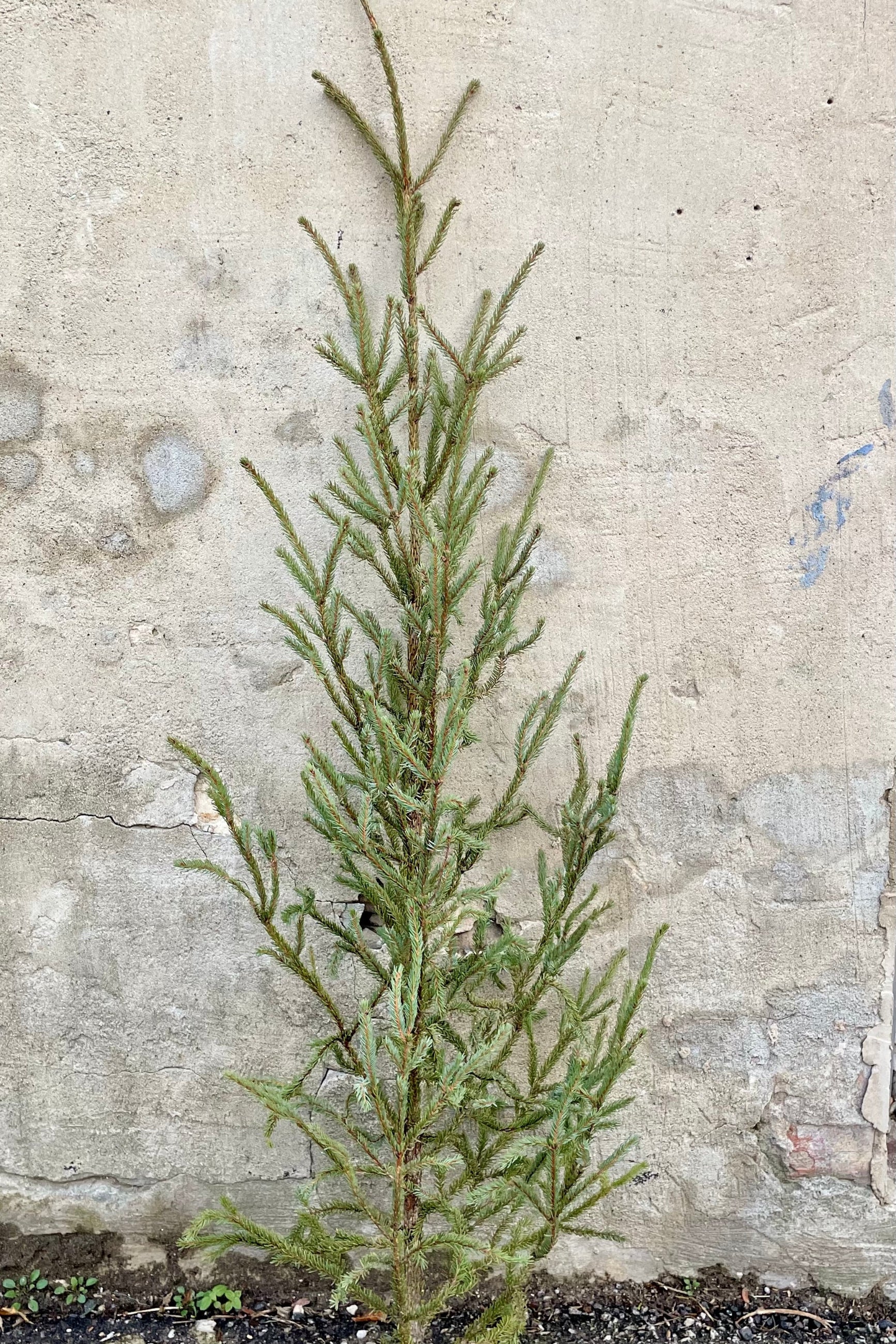 A spruce tree tip against a grey concrete wall. ©Sprout Home