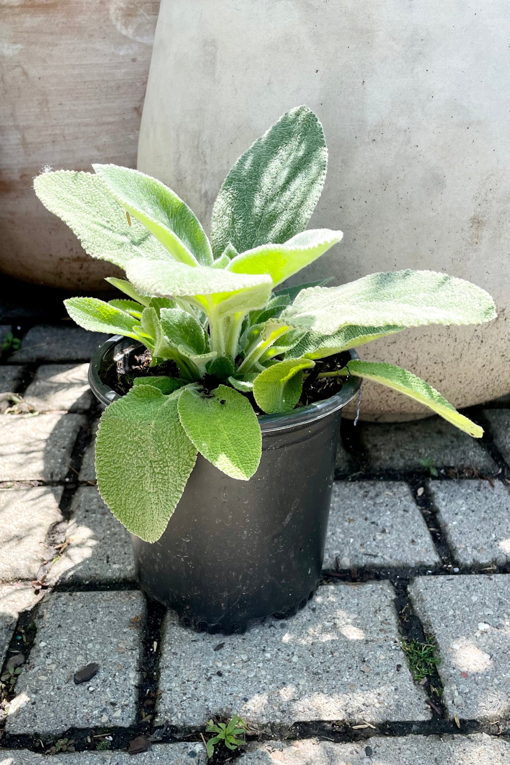 #1 size container of Stachys 'Helen Von Stein' perennial in front of terracotta pots showing the white green fuzzy leaves at Sprout Home in mid June. ©Sprout Home
