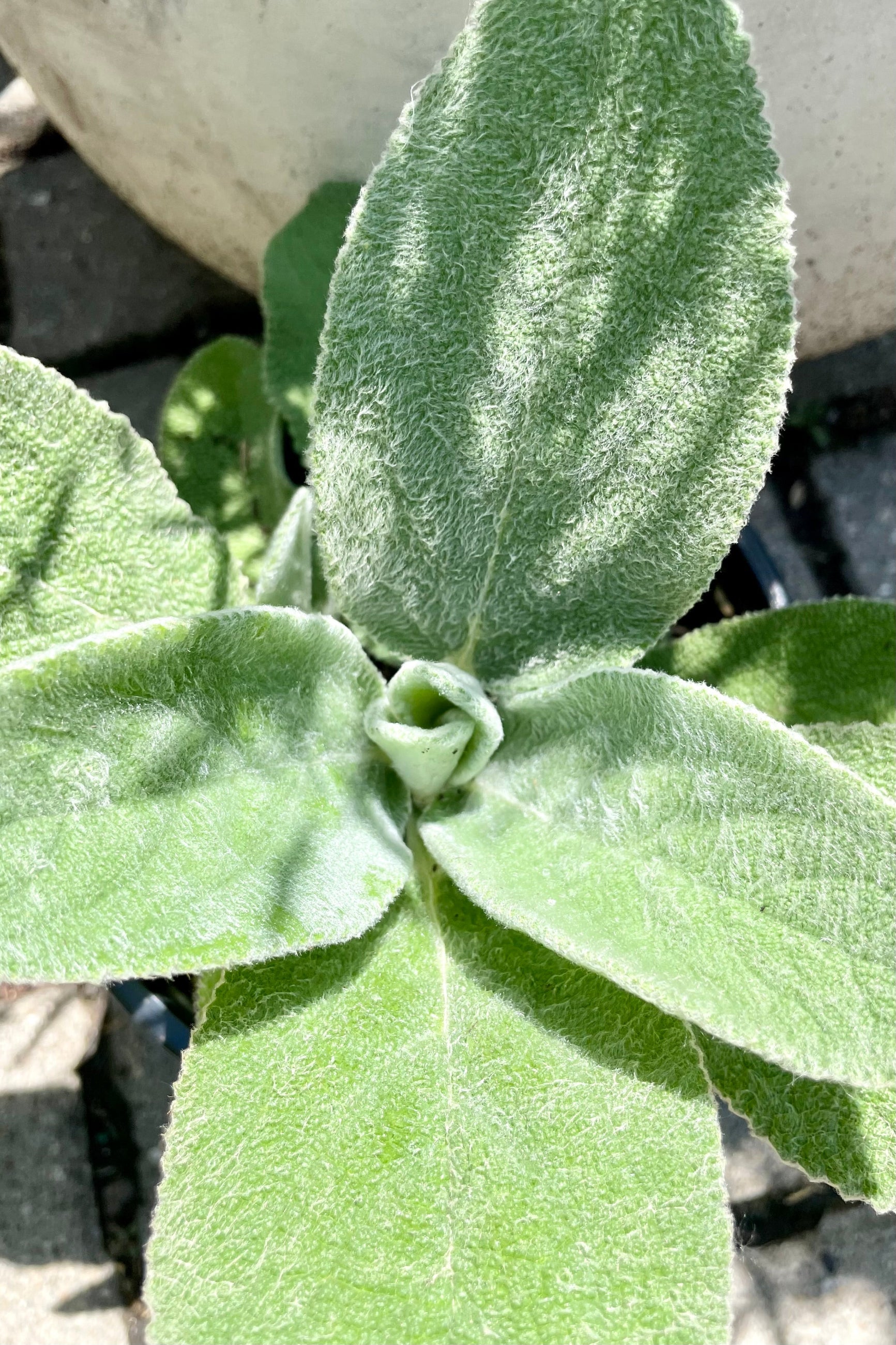 Close up shot of the white green fuzzy leaves of the Stachys 'Helen Von Stein' perennial mid June at Sprout Home. ©Sprout Home