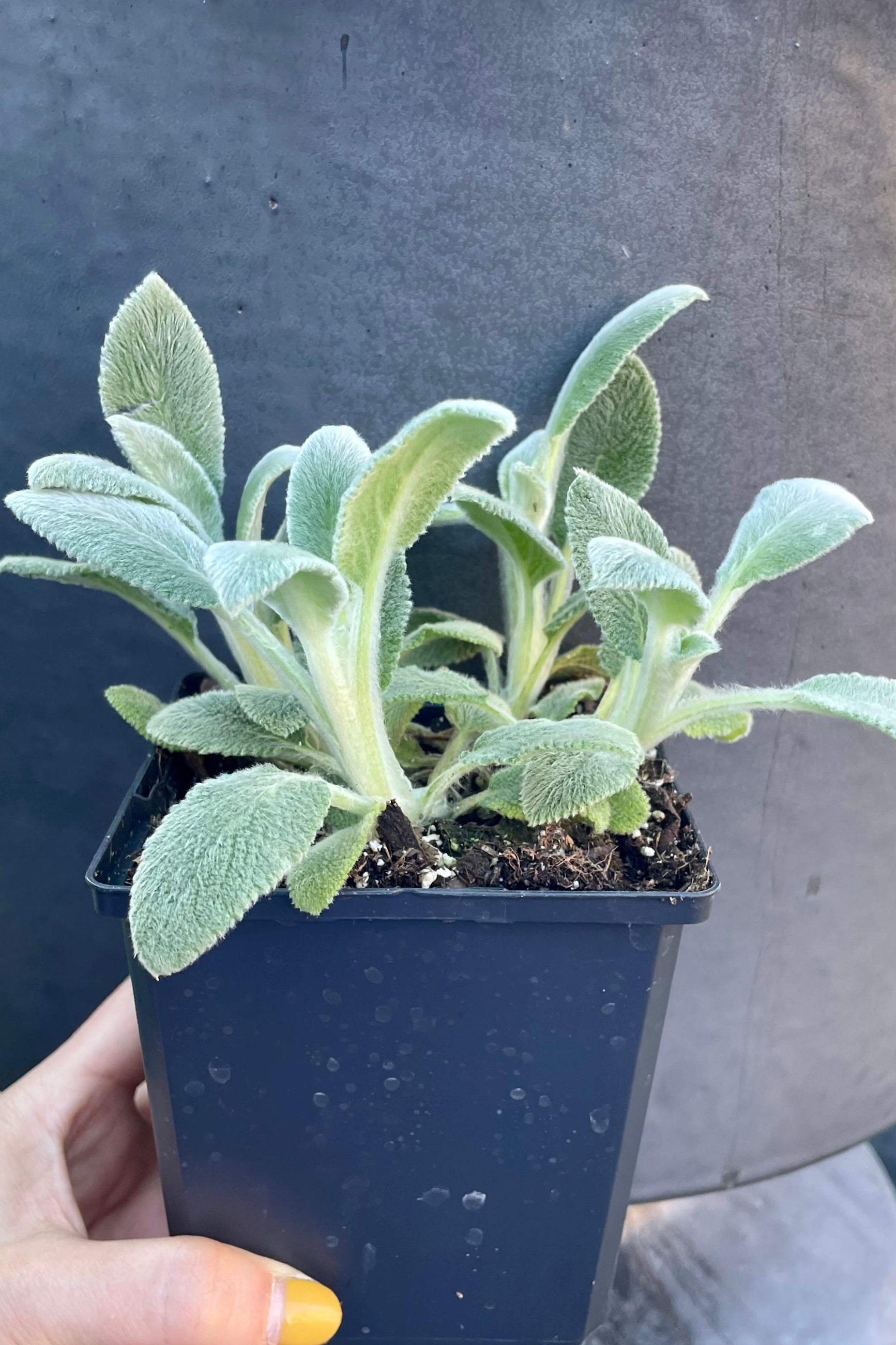 Stachys 'Silver Carpet' in mid April starting to show its fuzzy gray green leaves on a 1qt size. ©Sprout Home