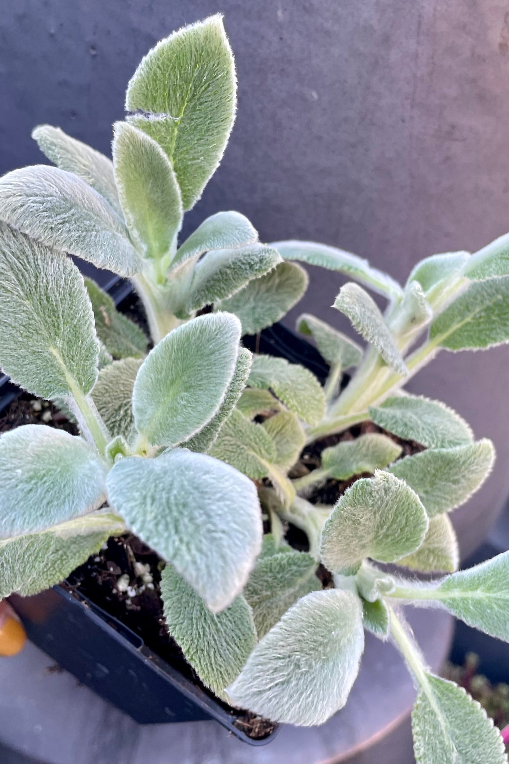 The fuzzy gray green leaves of Stachys 'Silver Carpet in April. ©Sprout Home