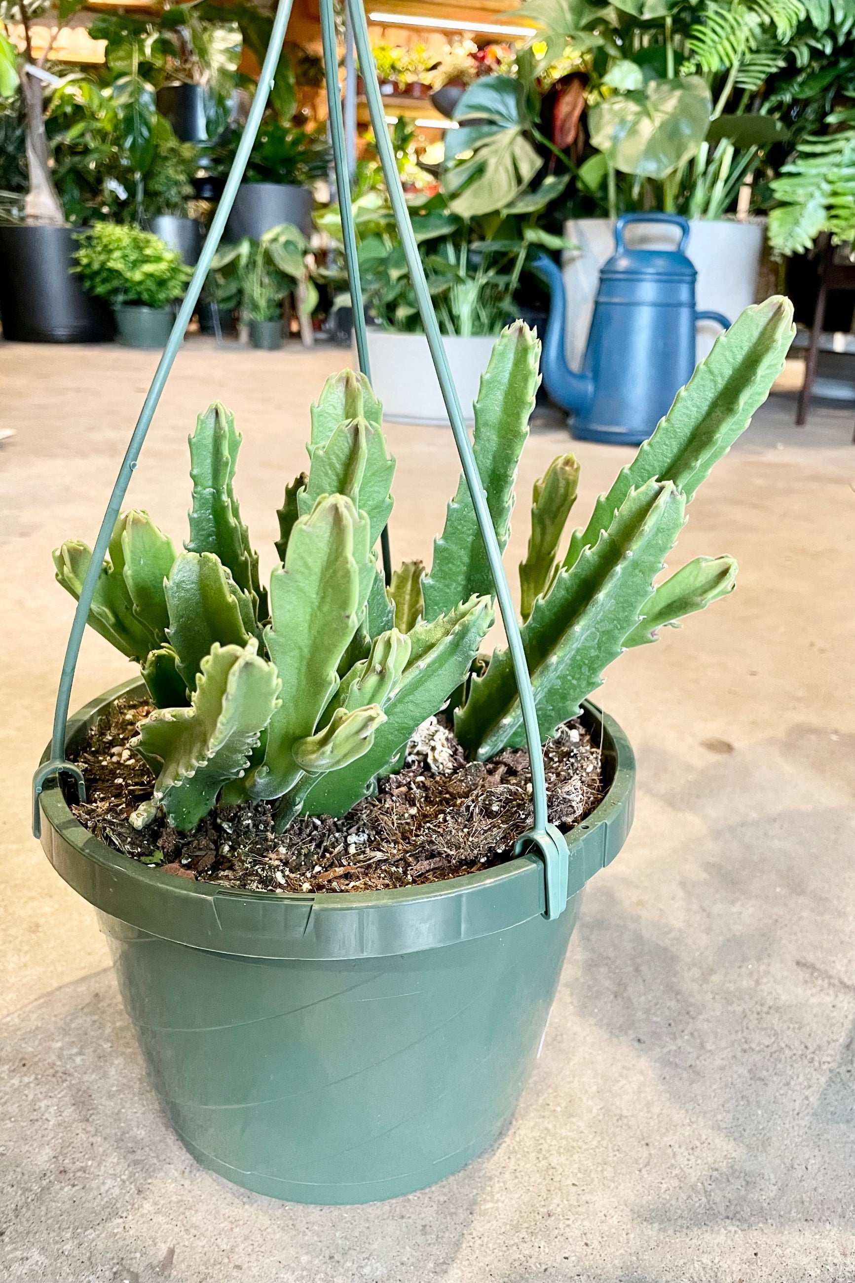 The Stapelia "Carrion Flower" plant in an 8" growers pot on a concrete floor at Sprout Home. ©Sprout Home