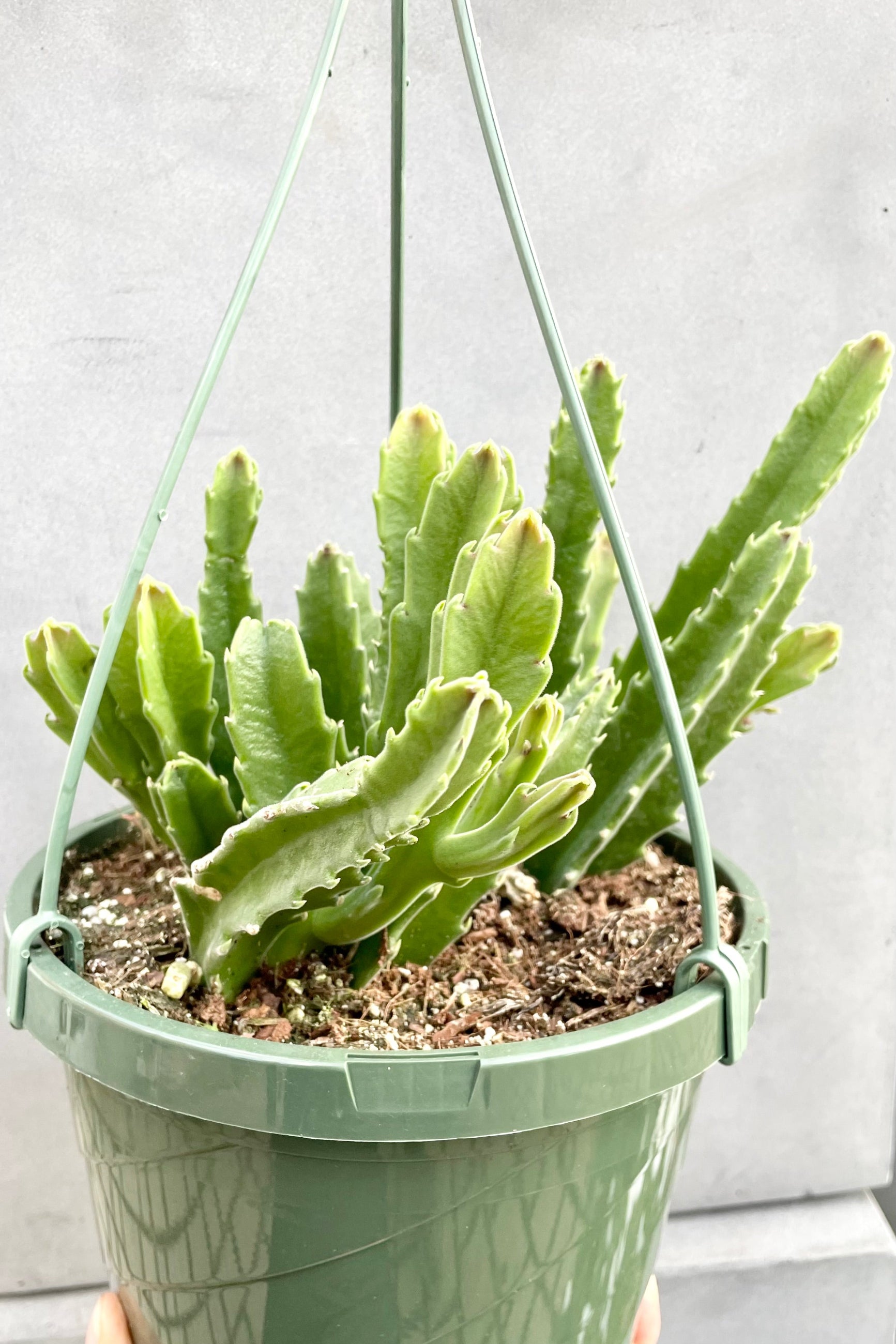 The Stapelia "Carrion Flower" plant in an 8" growers pot against a grey wall. ©Sprout Home