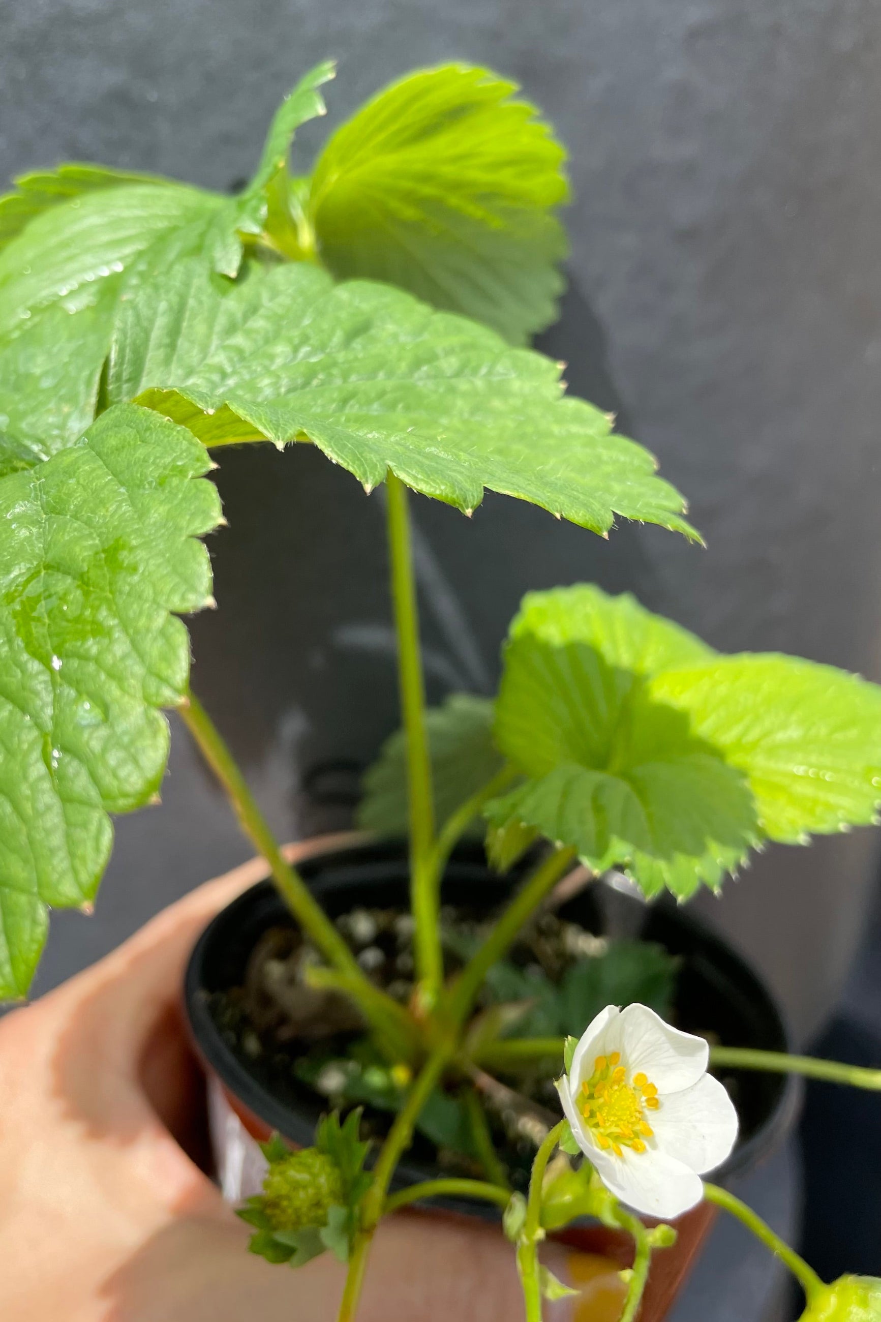 Stawberry 'Ozark Beauty' the middle of April just blooming its white flower. ©Sprout Home