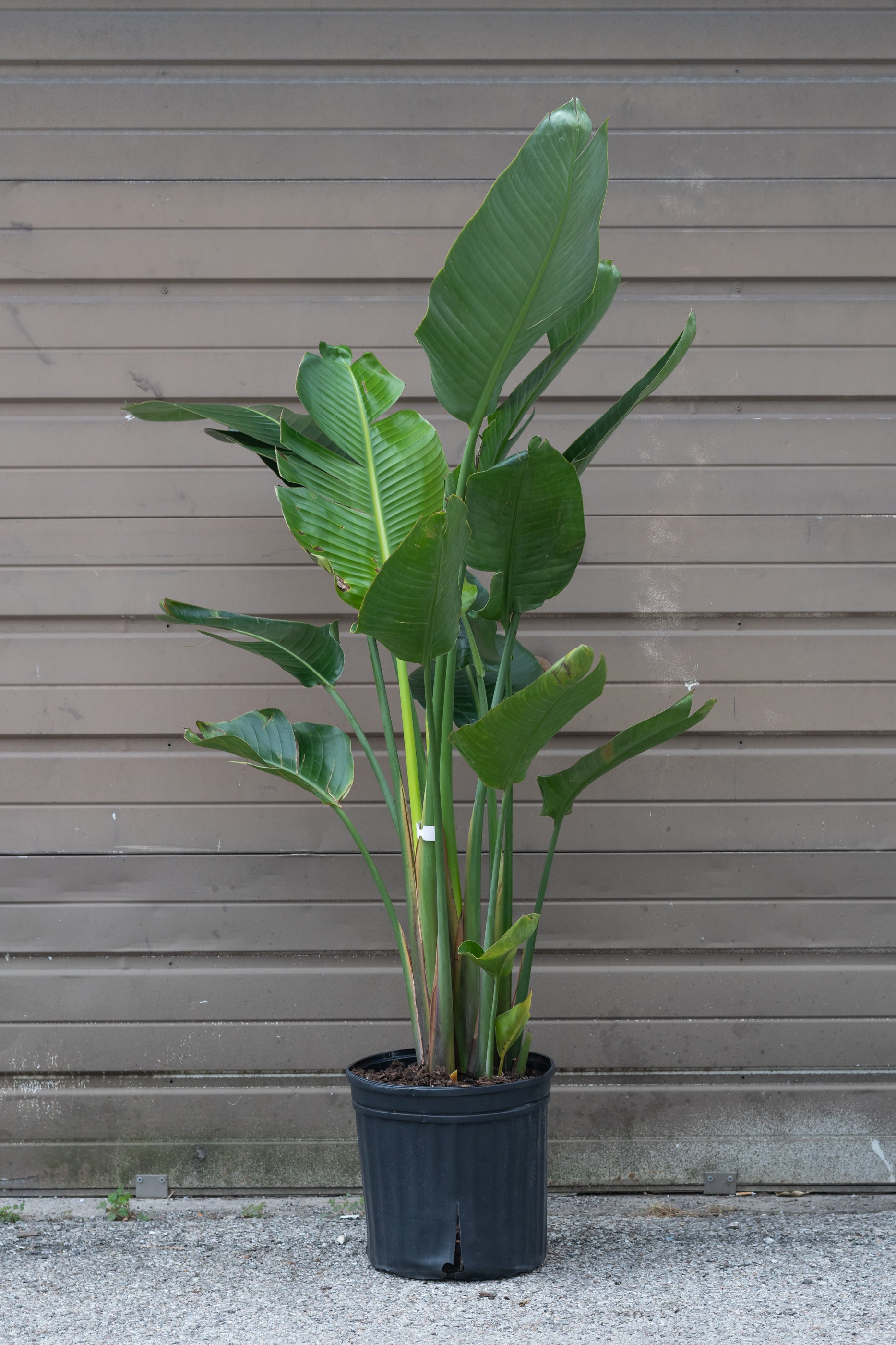 Strelitzia nicolai "White Bird of Paradise" in grow pot in front of brown garage door