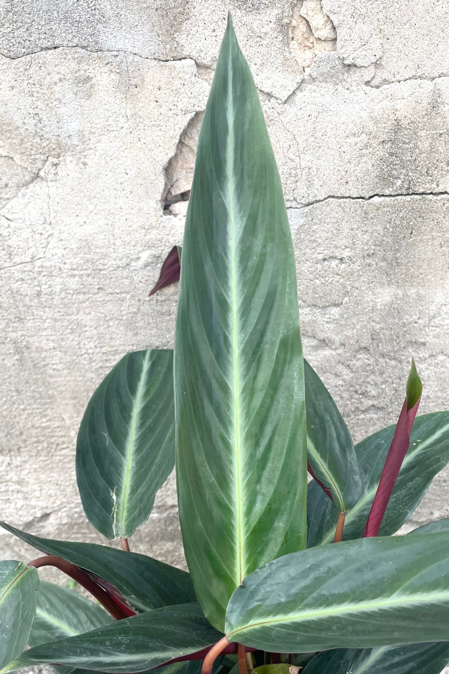 A detailed view of the leaves on Stromanthe sanguinea 8" against concrete backdrop ©Sprout Home