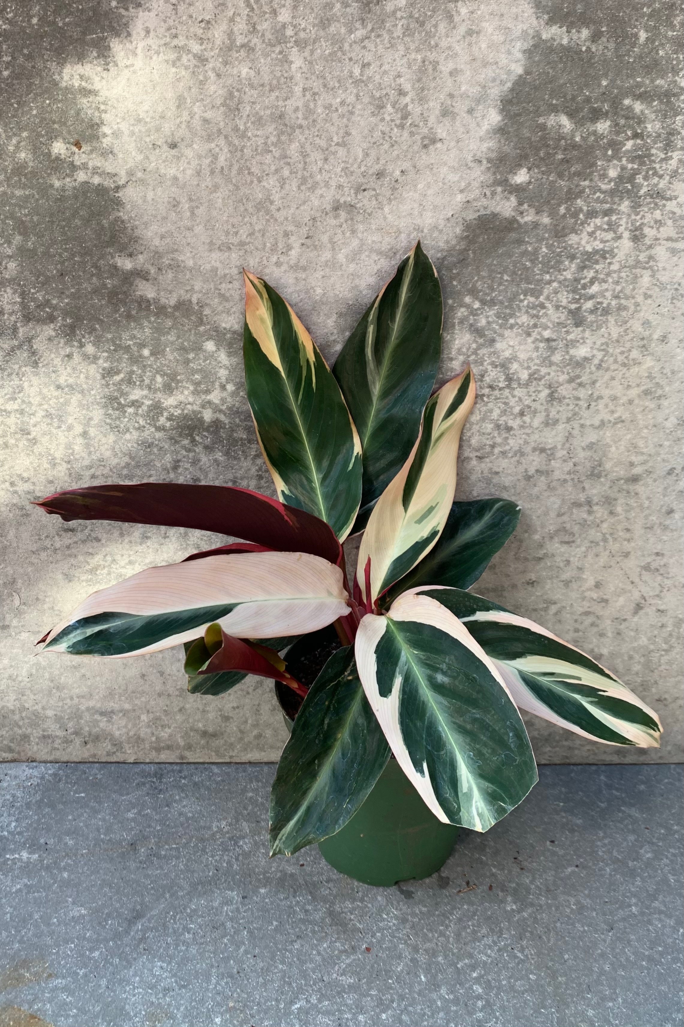 Stromanthe sanguinea 'Triostar' in a 6 inch pot.