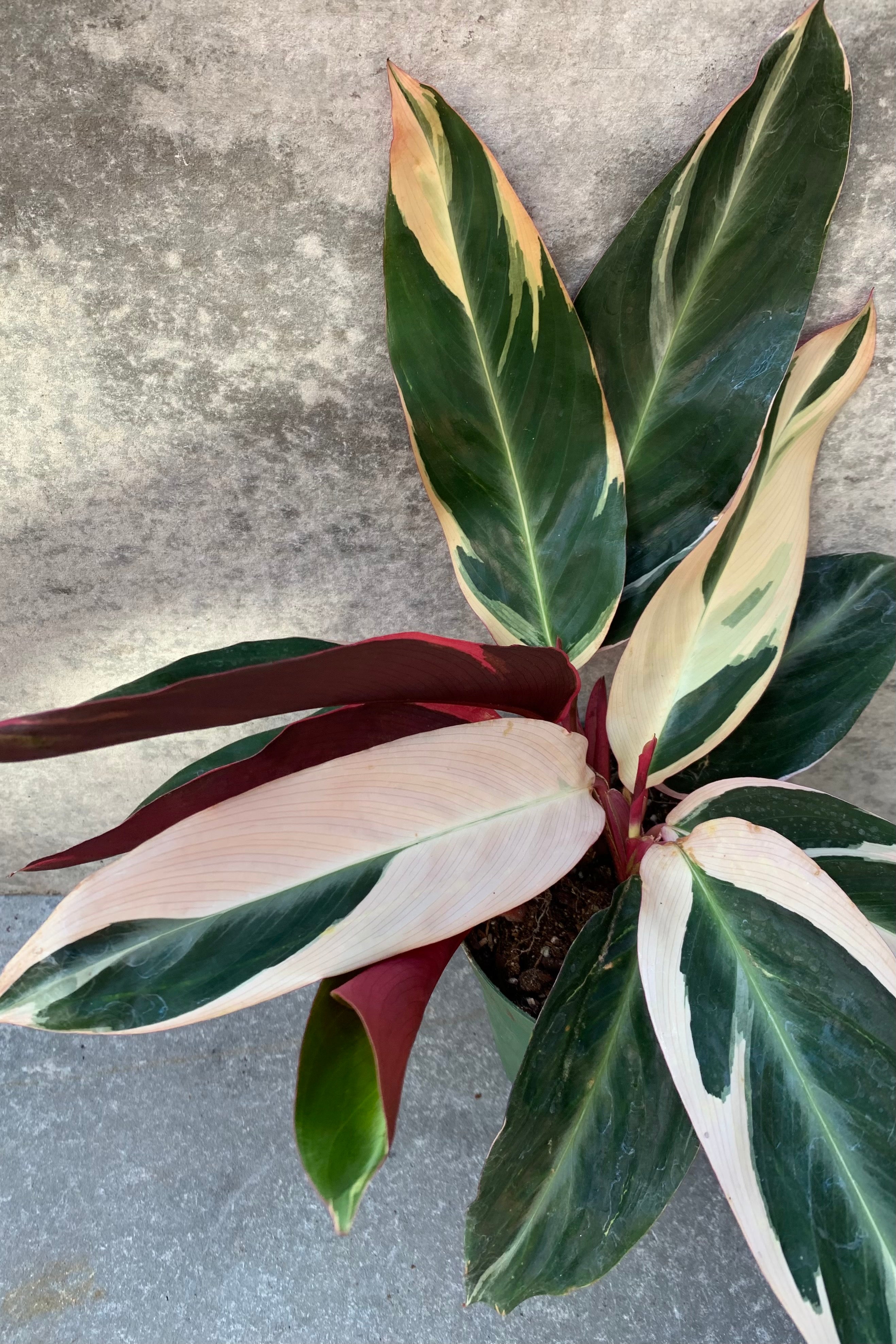 Stromanthe sanguine 'Triostar' plant pictured up close showing off its colorful leaves.