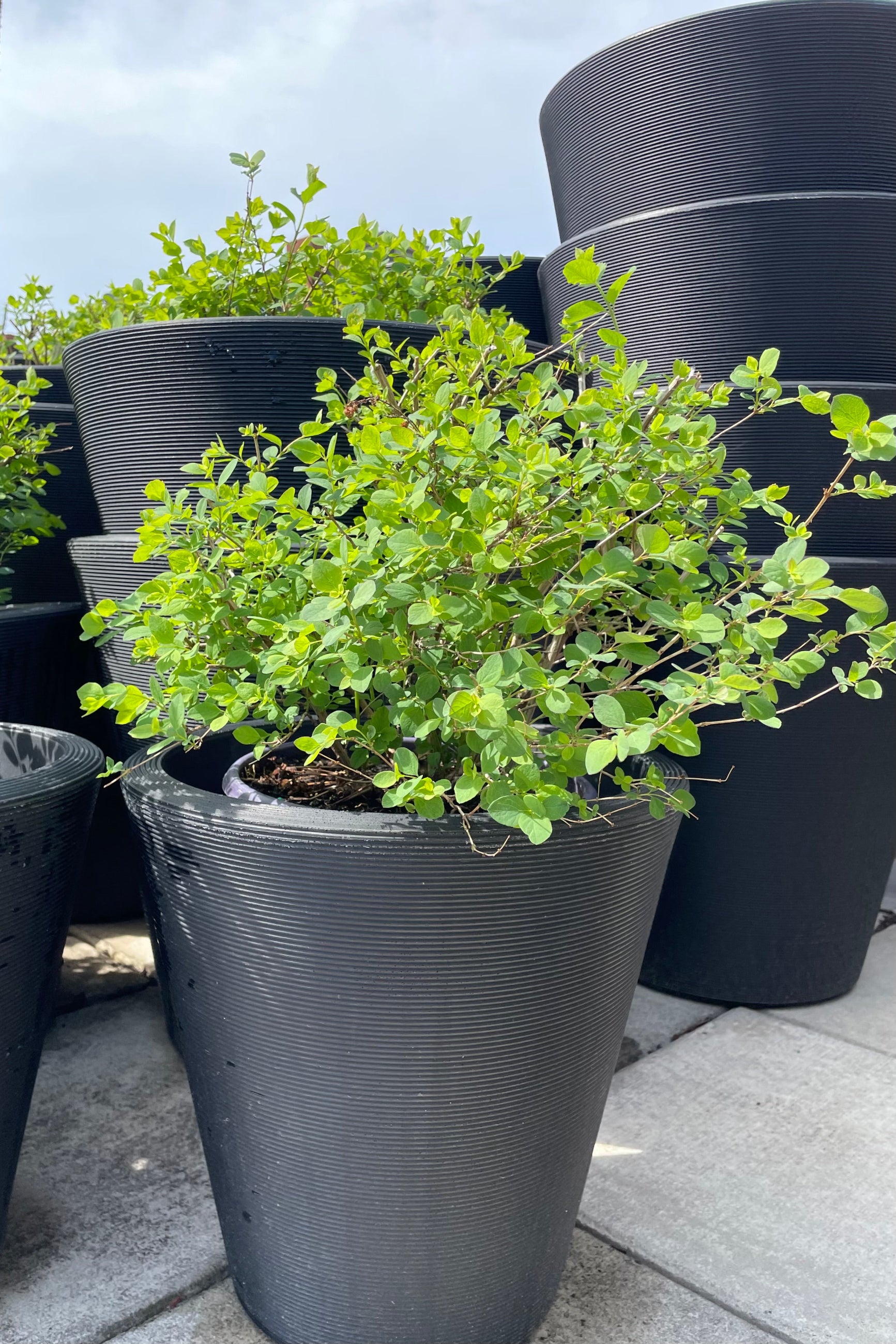 Symphoricarus 'Galaxy' in a #2 growers pot sitting in a decorative container the beginning of spring mid April at Sprout Home. ©Sprout Home