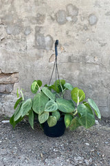 Syngonium macrophyllum 'Frost' 8" black growers pot with green vining leaves against a grey wall