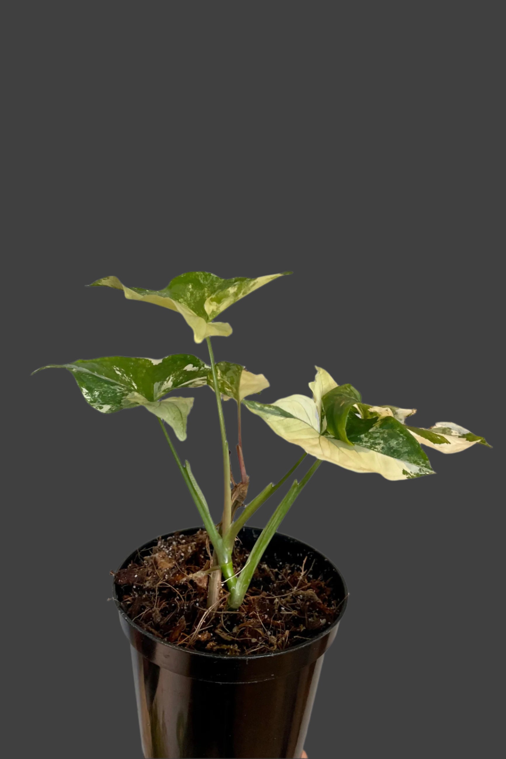 Photo of Syngonium leaves with yellow and green variegation against gray wall. ©Sprout Home