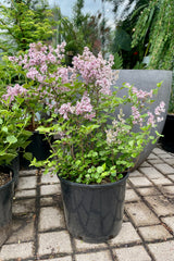 The Syringa meyeri shrub in a #3 growers pot in bloom mid May showing the purple flowers and green leaves at Sprout Home.