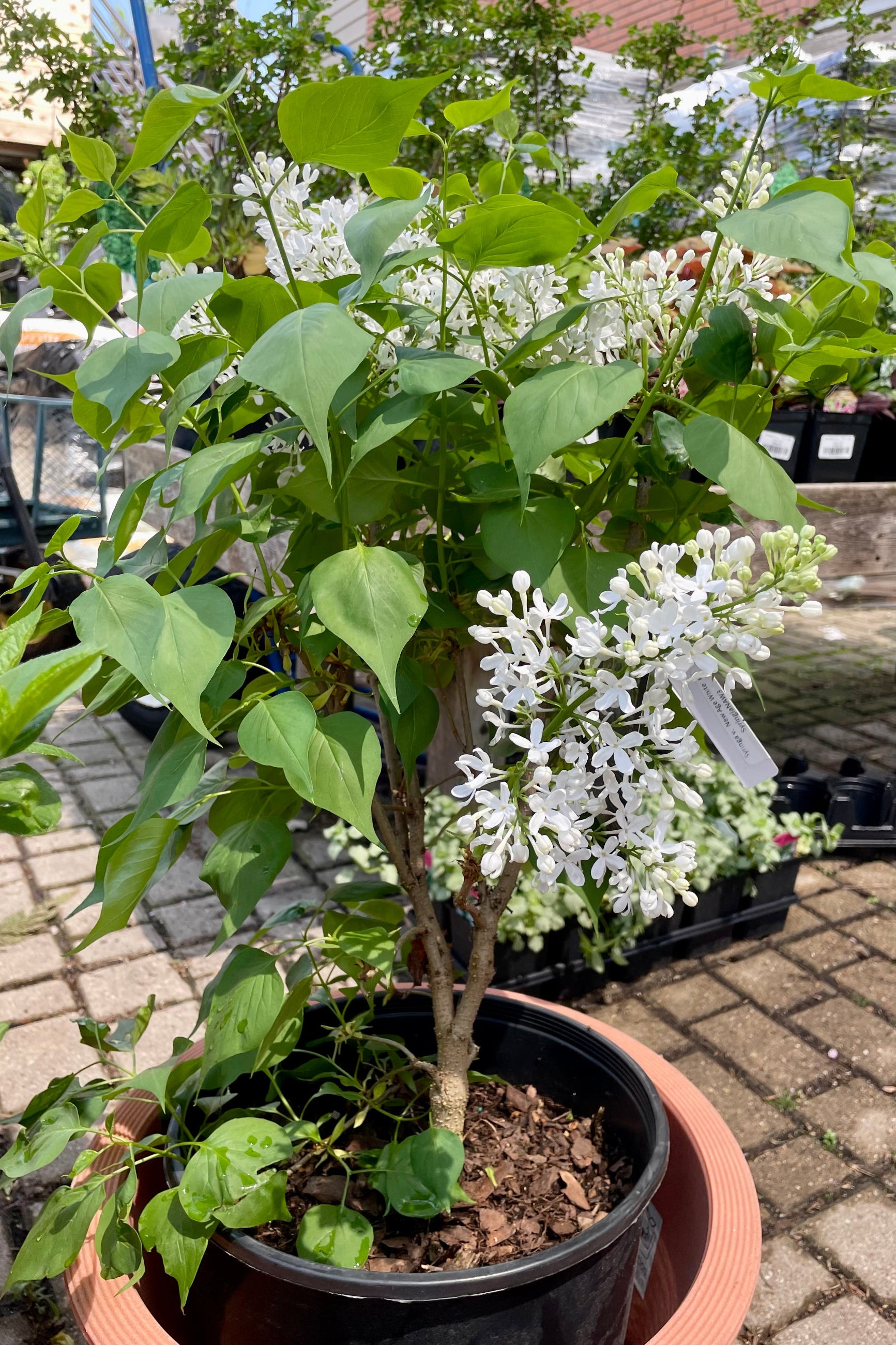 The white blooms of the Syringa 'New Age White' lilac shrub #3 in mid May in the Sprout Home yard. ©Sprout Home