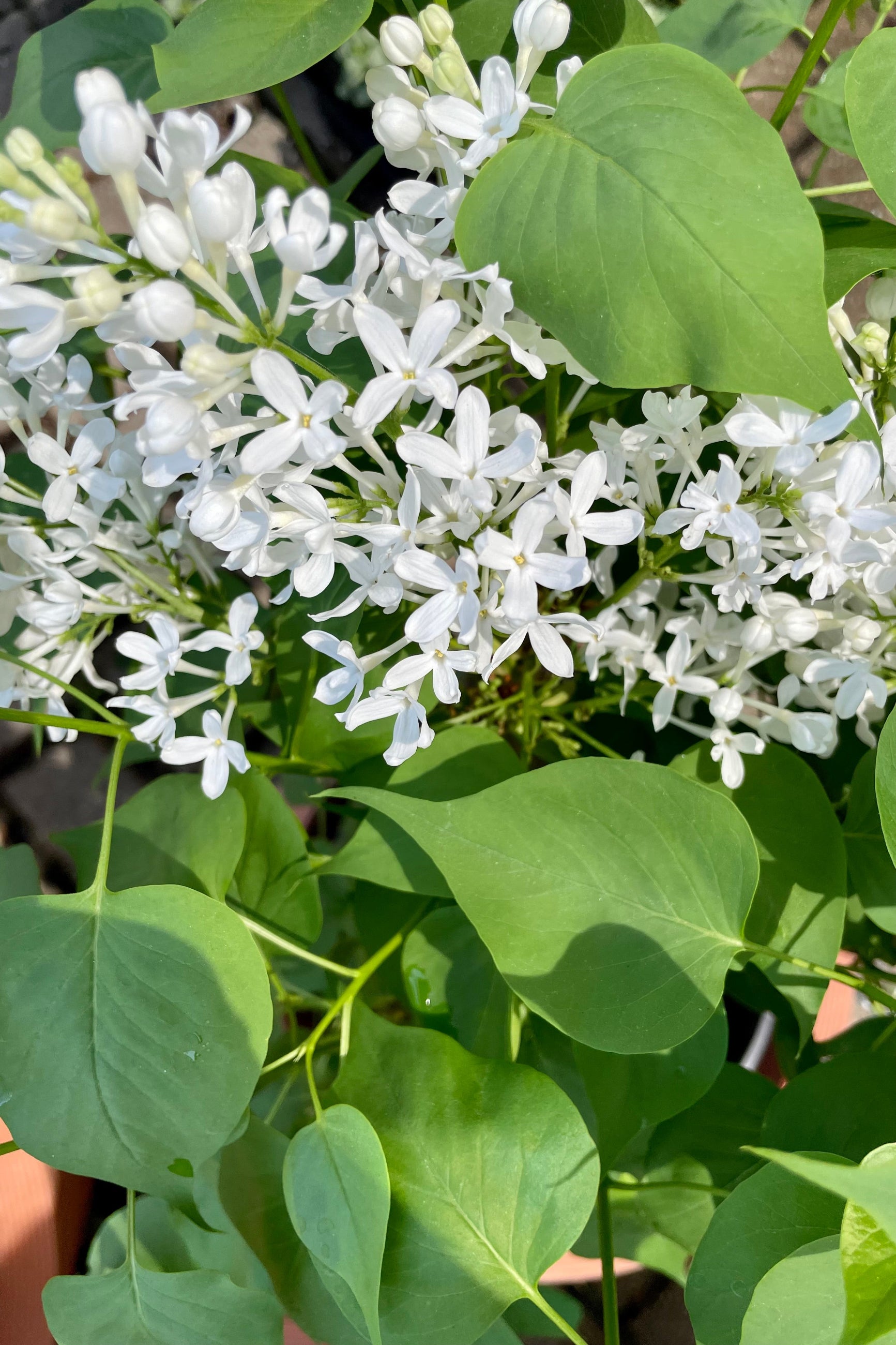 A detail picture showing the white blooms of the Syringa 'New Age White' lilac shrub in mid May in the Sprout Home yard. ©Sprout Home