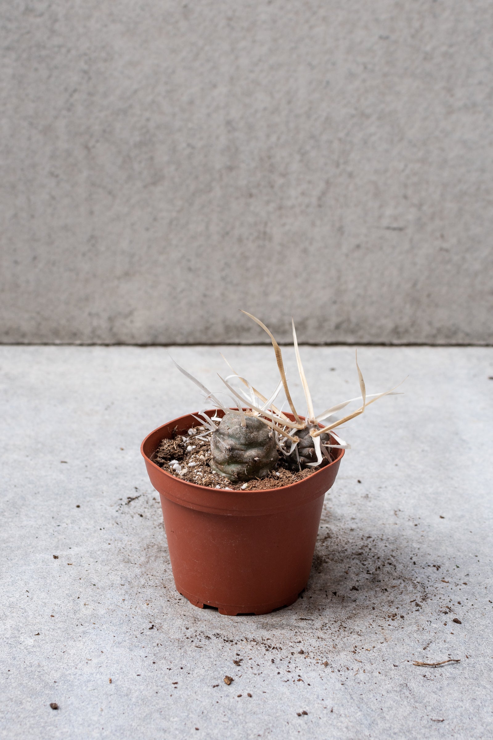 Tephrocactus in a 4 inch growers pot.