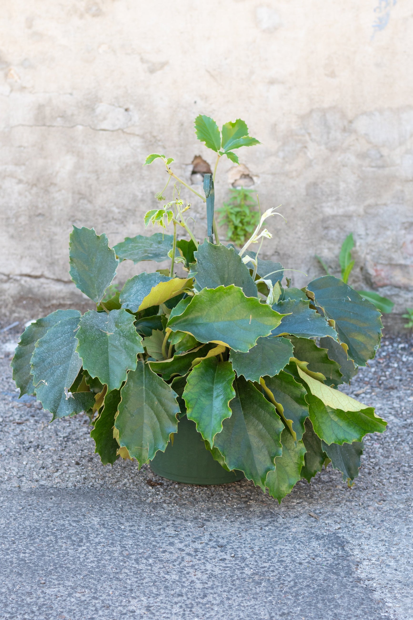 Tetrastigma voinierianum "Chestnut Vine" in grow pot in front of concrete wall ©Sprout Home