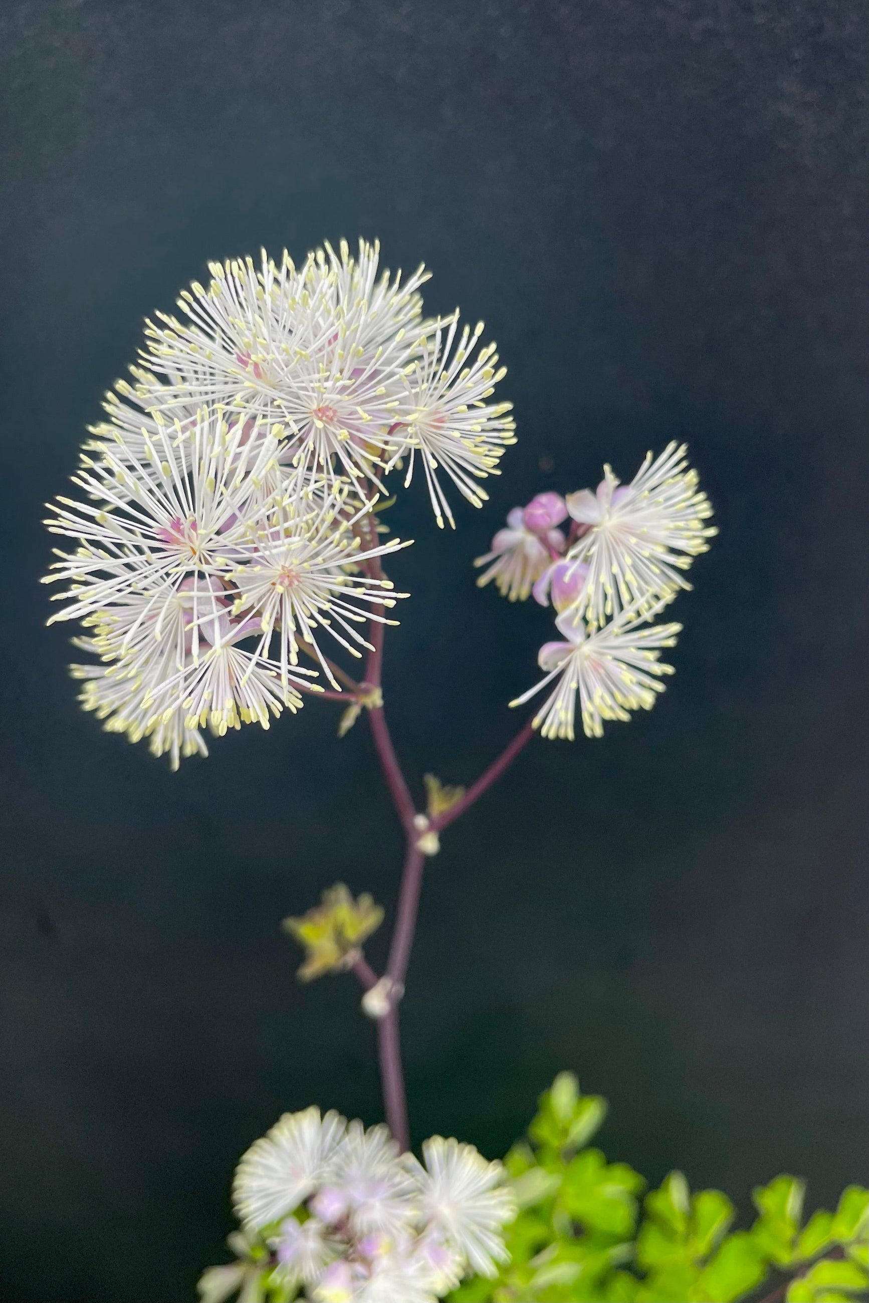 A detail picture of the cloud like white bloom of the Thalictrum 'Nimbus White' perennial the end of May at Sprout Home with a black background. ©Sprout Home