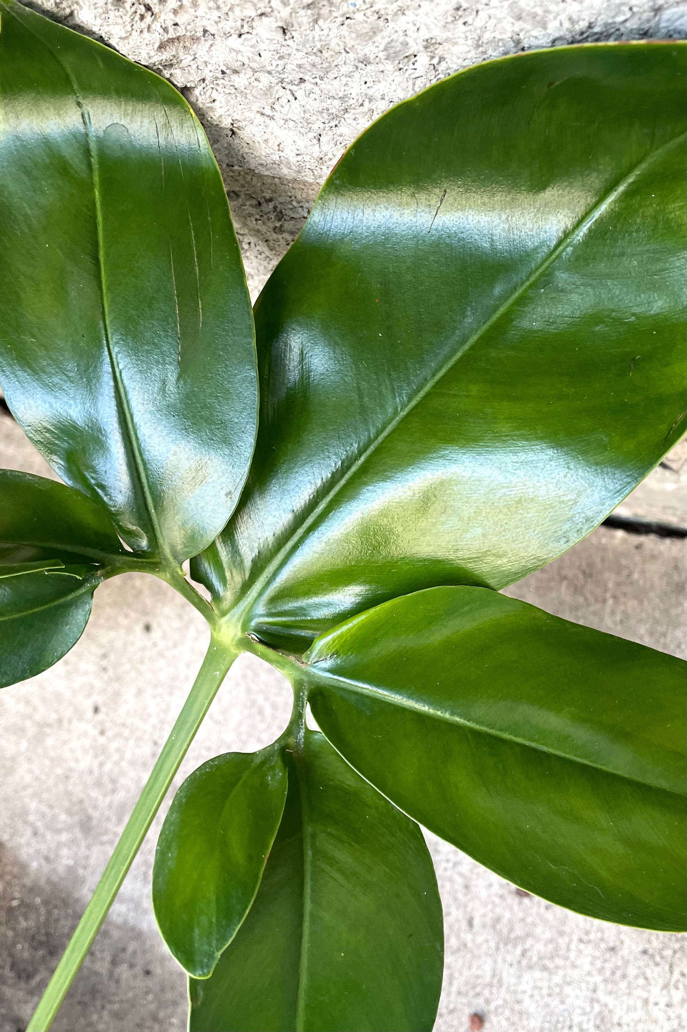 A detailed view of Thaumatophyllum goeldii 8" against concrete backdrop
