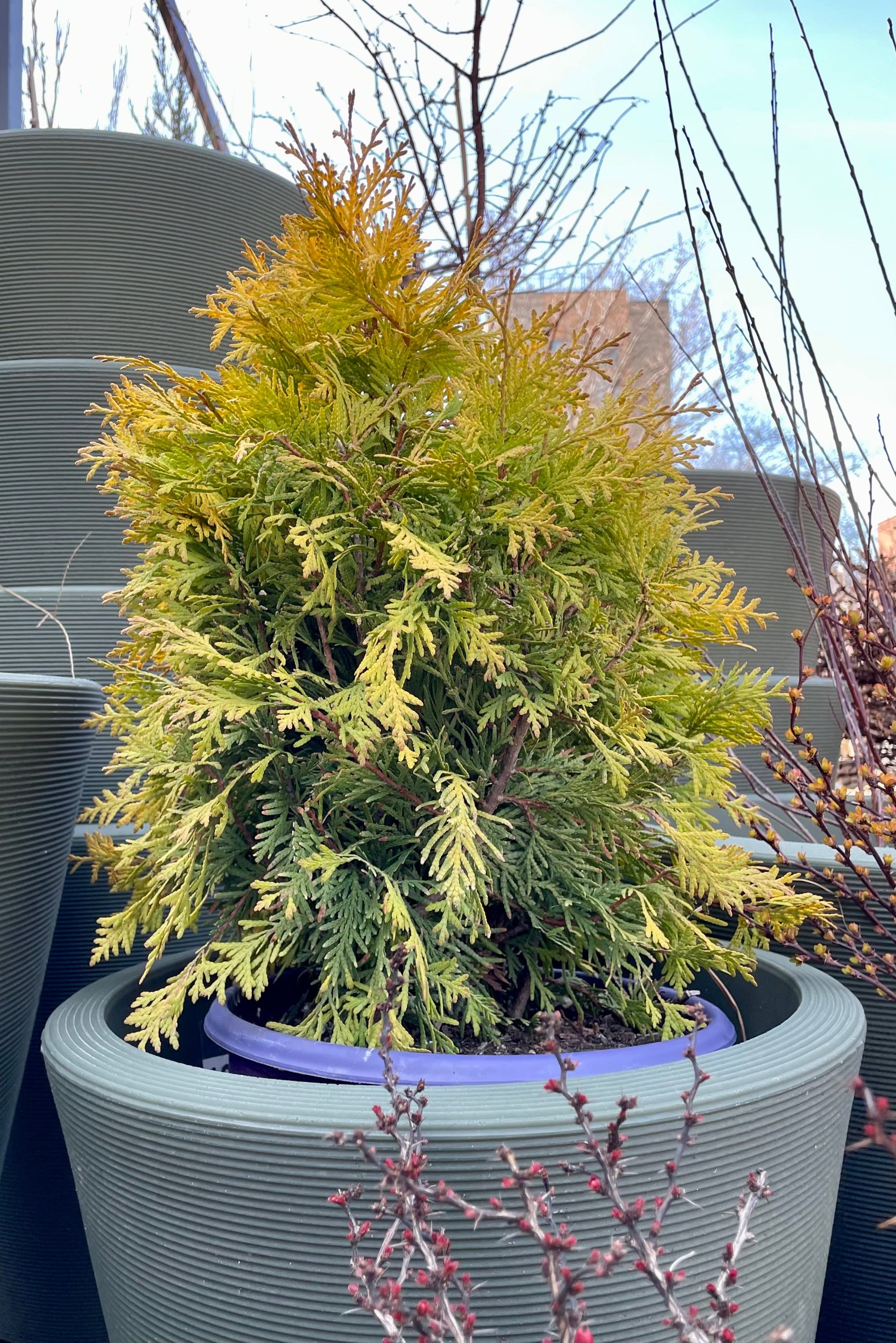 Thuja 'Lemon Burst' #2 pot size sitting in a decorative pot the beginning of spring at Sprout Home. ©Sprout Home
