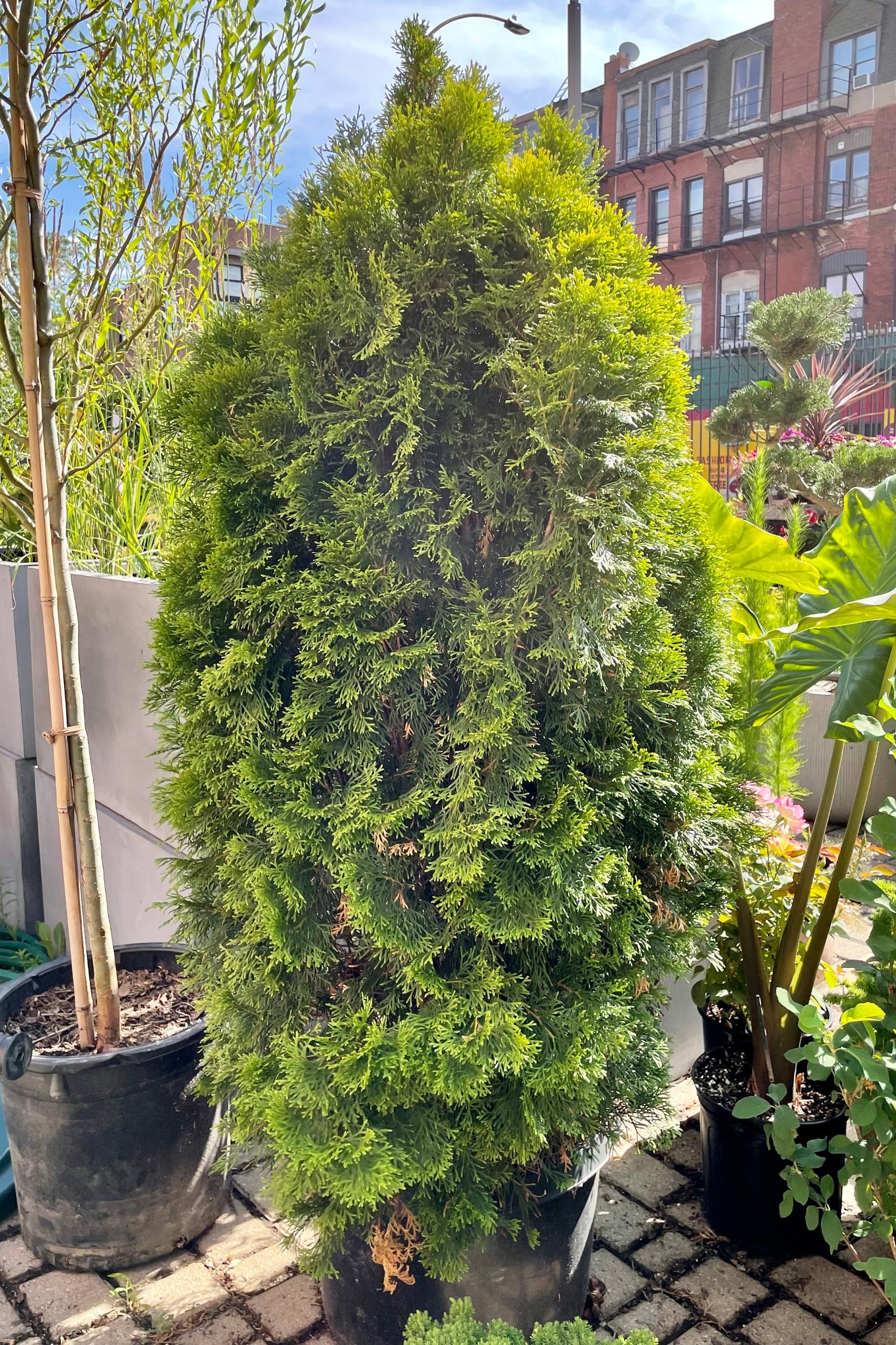 Thuja 'Emerald Green' in a #7 pot at Sprout Home during the end of June looking thick, green and rotund. ©Sprout Home