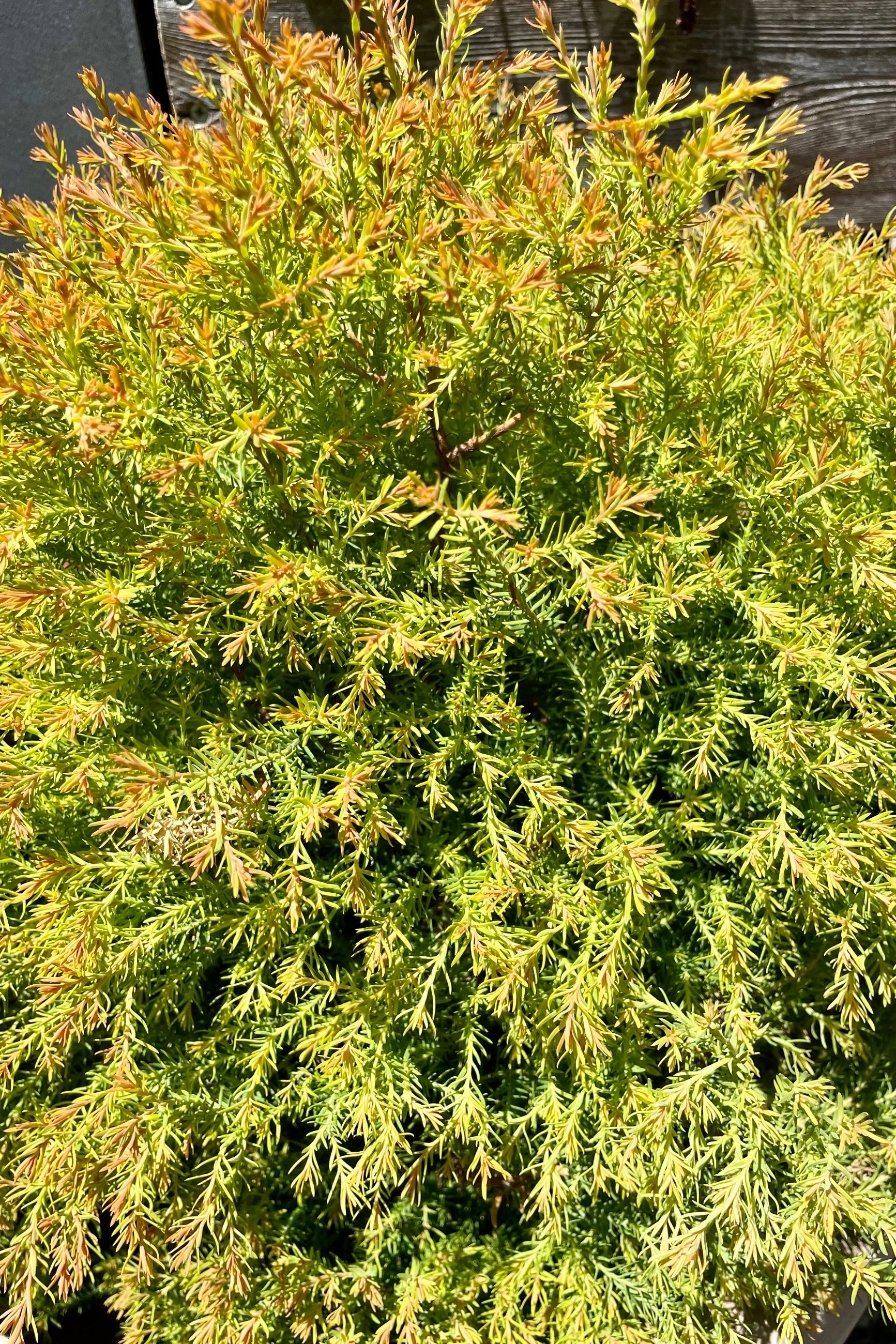 Thuja 'Fire Chief' arborvitae close up showing the bright green to slight rust colored foliage in mid June at Sprout Home.©Sprout Home