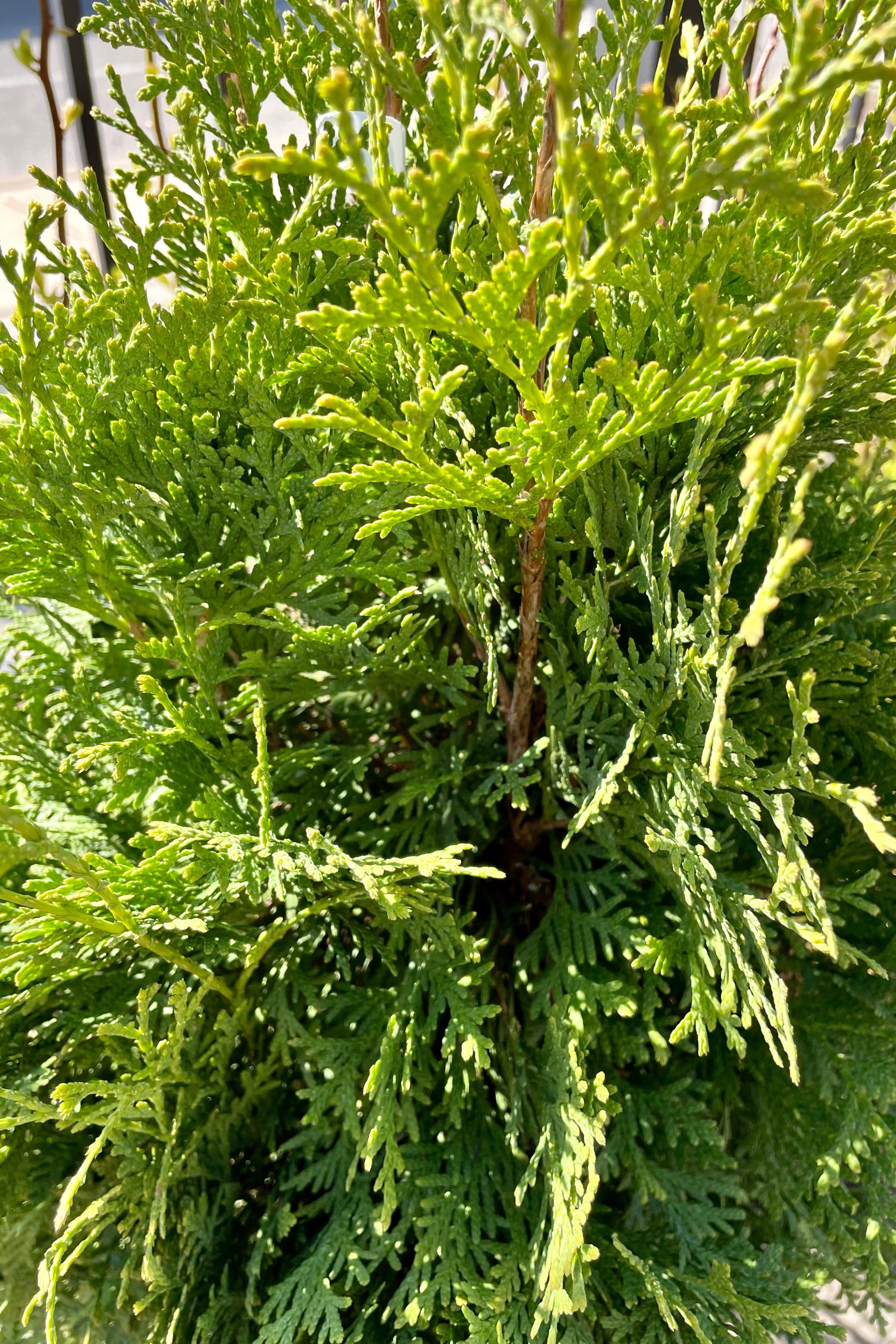 Thuja 'Pyramidalis' up close showing the fluffy evergreen fronds in April. ©Sprout Home