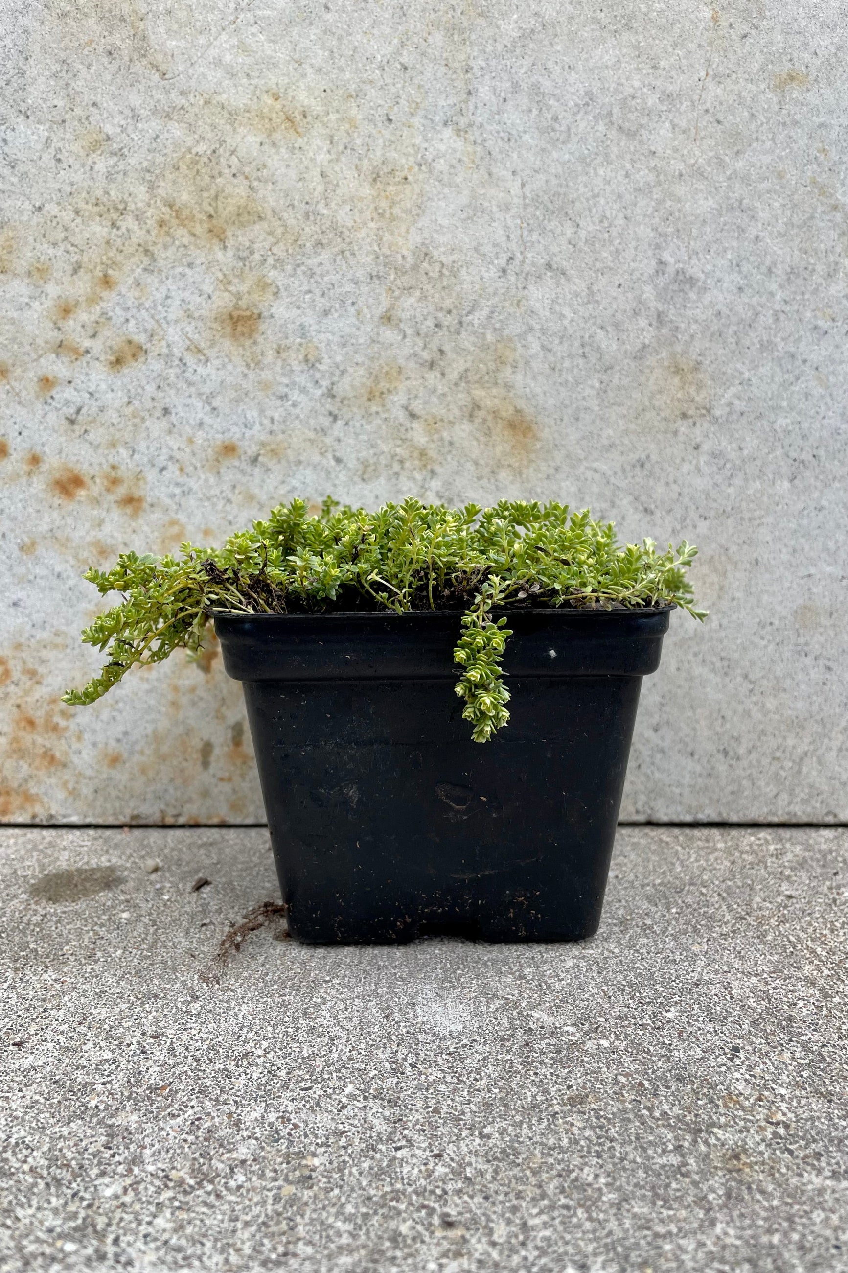 Thymus praecox 'Highland Cream' 1qt black growers pot against a grey wall ©Sprout Home
