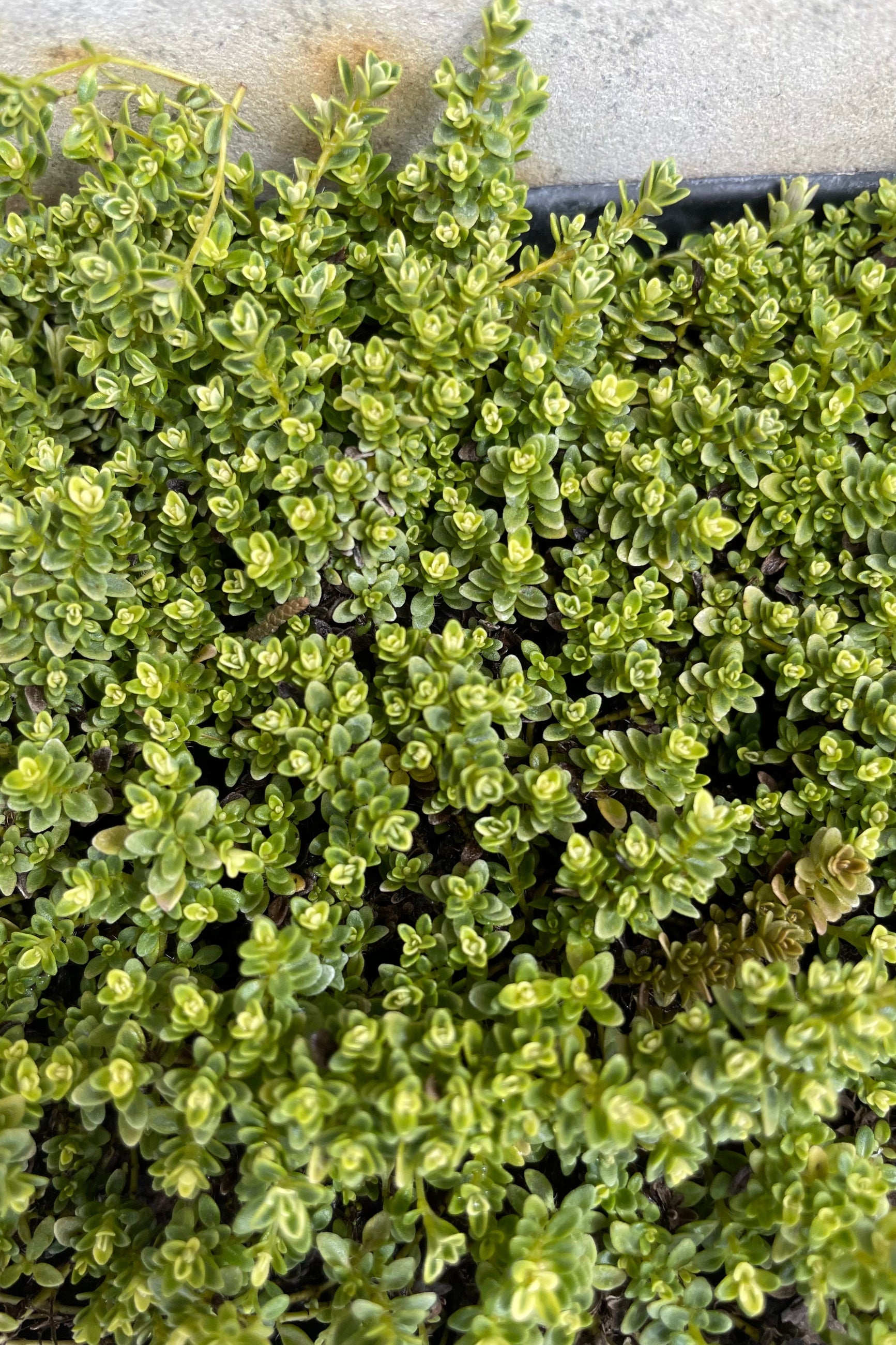 detail of Thymus praecox 'Highland Cream' 1qt against a grey wall ©Sprout Home