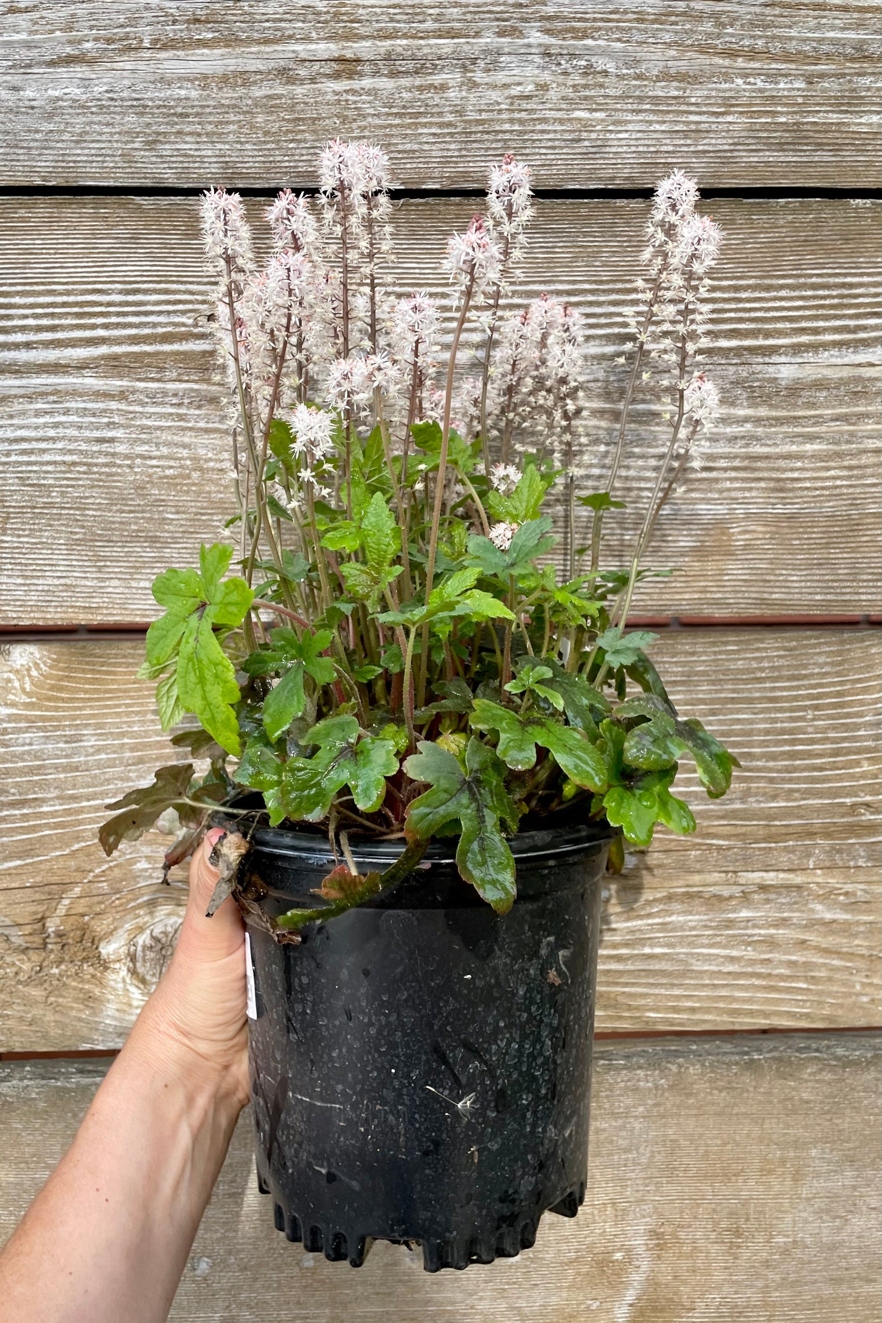 A #1 growers pot of Tiarella 'Spring Symphony' perennial in bloom mid to late May showing the light pink flowers against a wood wall at Sprout Home. ©Sprout Home