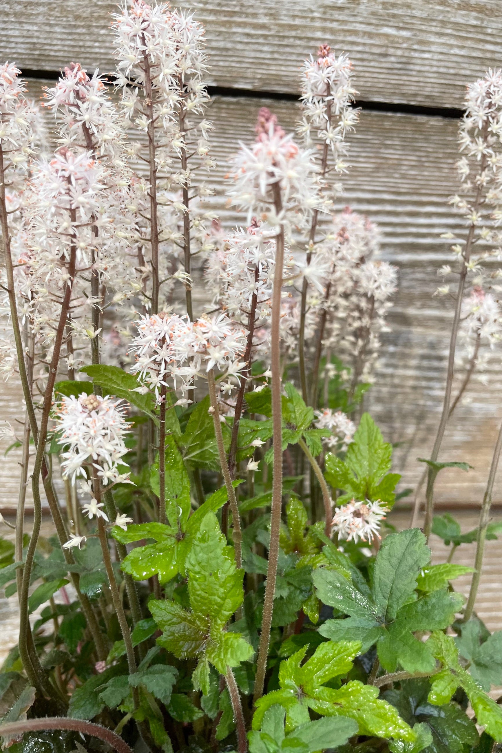 The light pink flower spikes of the Tiarells 'Spring Symphony' perennial in mid to late May at Sprout Home against a wood wall., ©Sprout Home