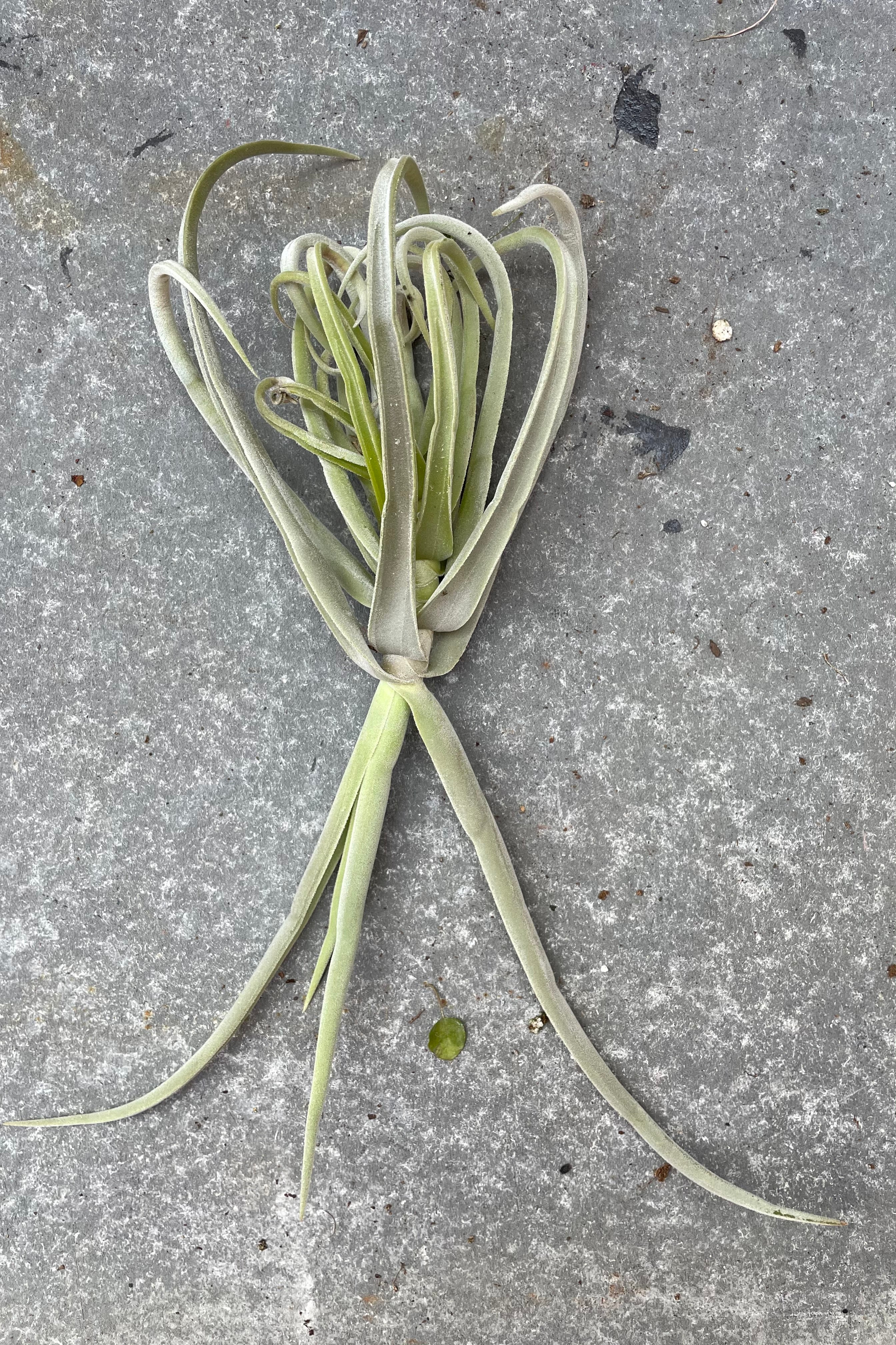Tillandsia duratii against a grey backdrop.