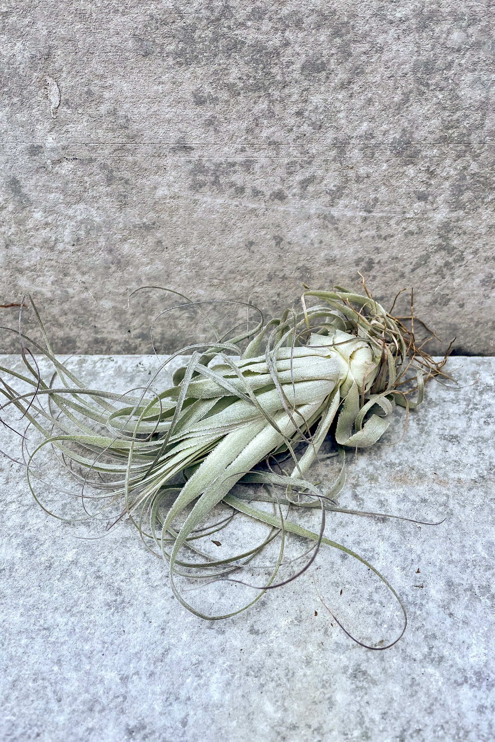 Tillandsia gardneri relaxing in front of grey background