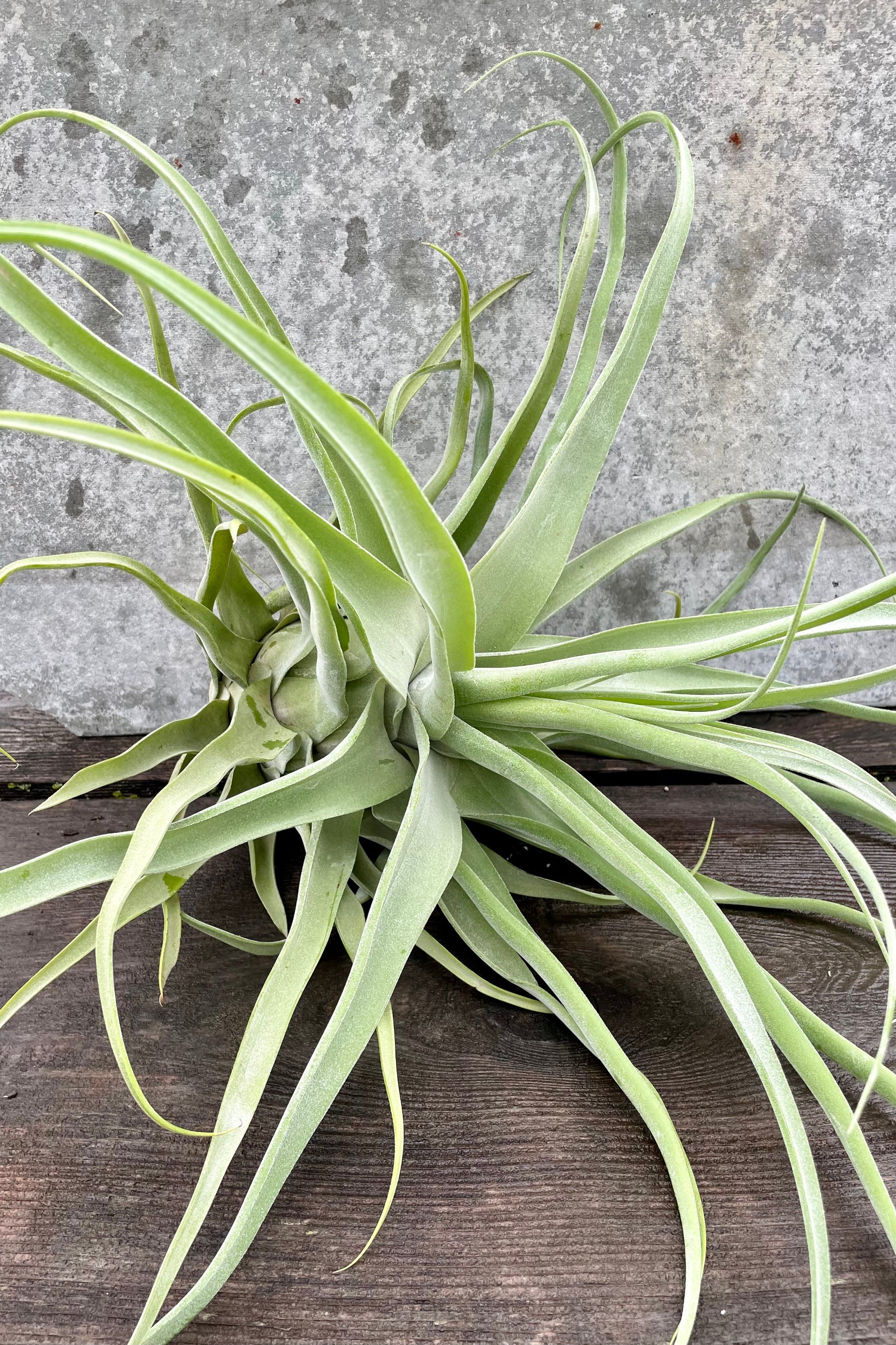 Tillandsia streptophylla, large against a grey wall ©Sprout Home
