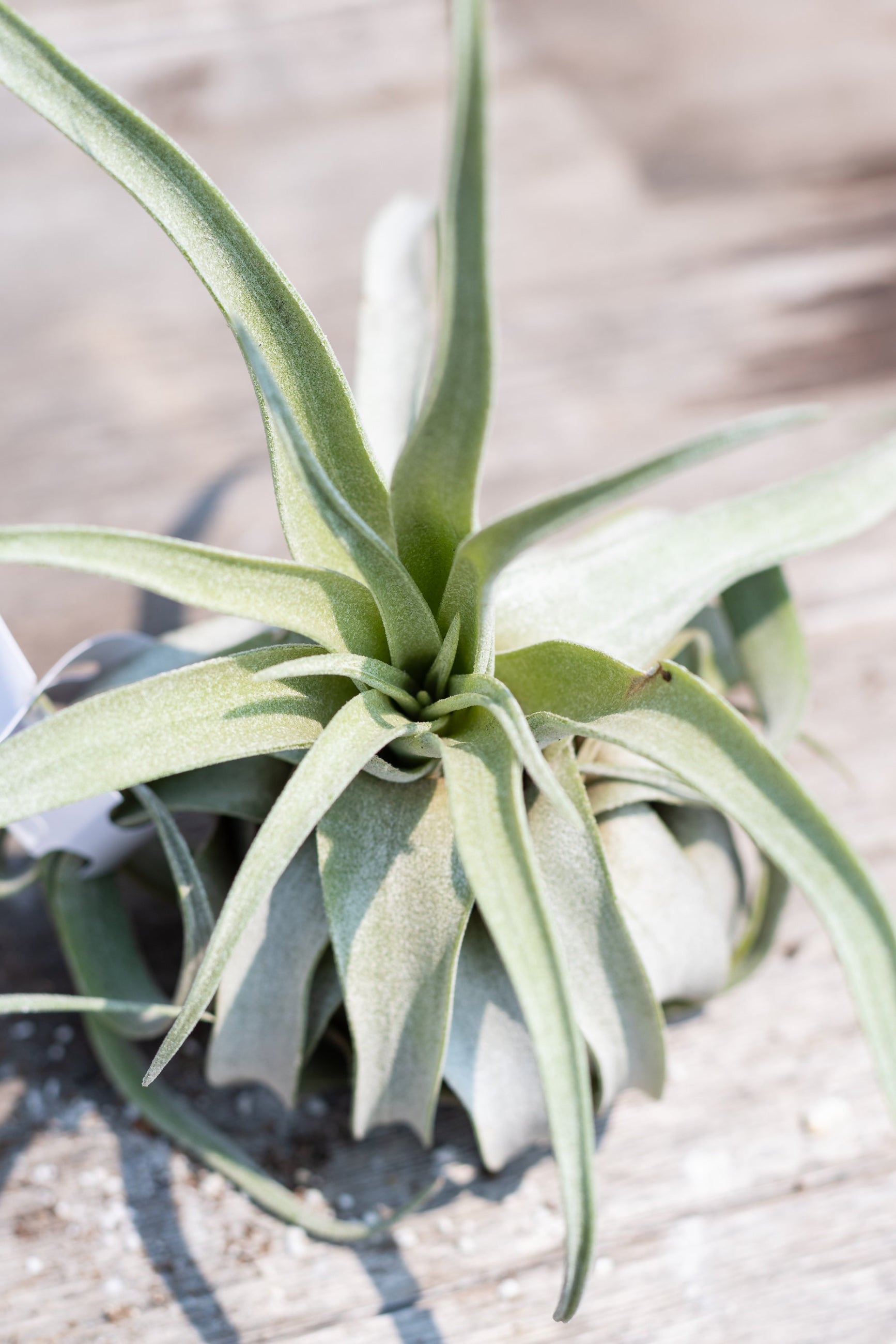 Close up of Tillandsia streptophylla ©Sprout Home