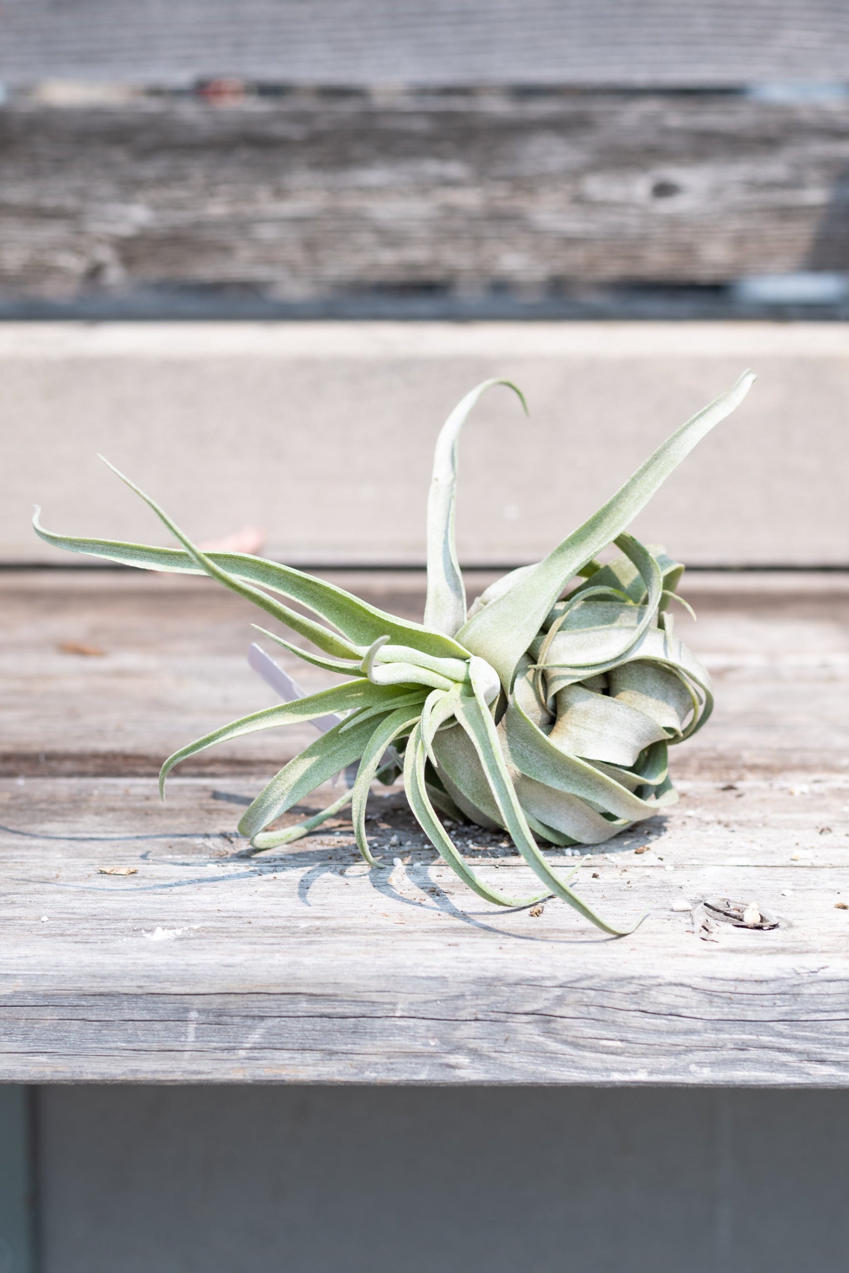 Tillandsia streptophylla on grey wood background ©Sprout Home