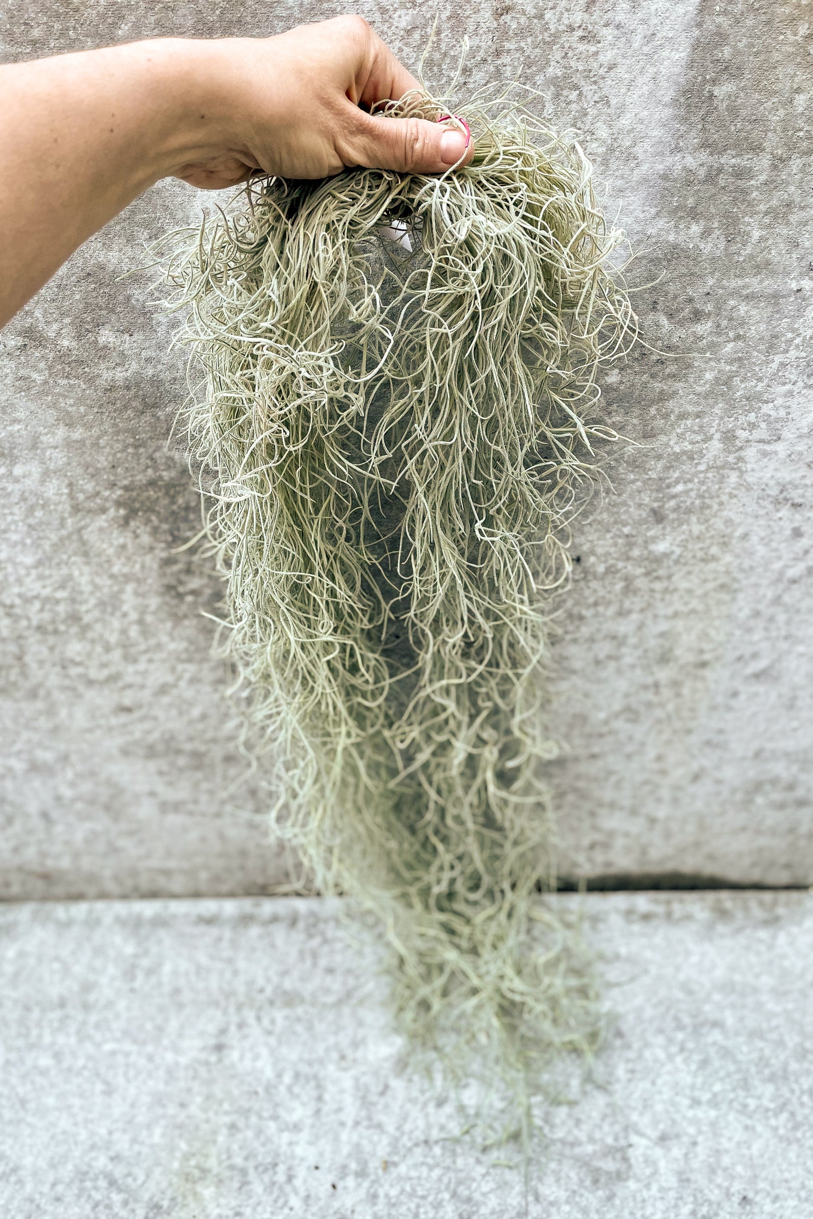 Hand holding Tillandsia usenoides chiapas "Spanish Moss" in front of grey background ©Sprout Home
