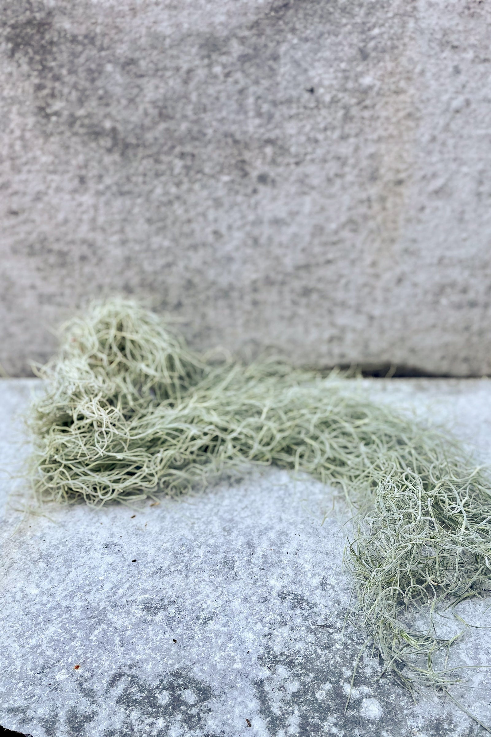 Tillandsia usenoides chiapas "Spanish Moss" spread out on grey surface in front of grey background ©Sprout Home