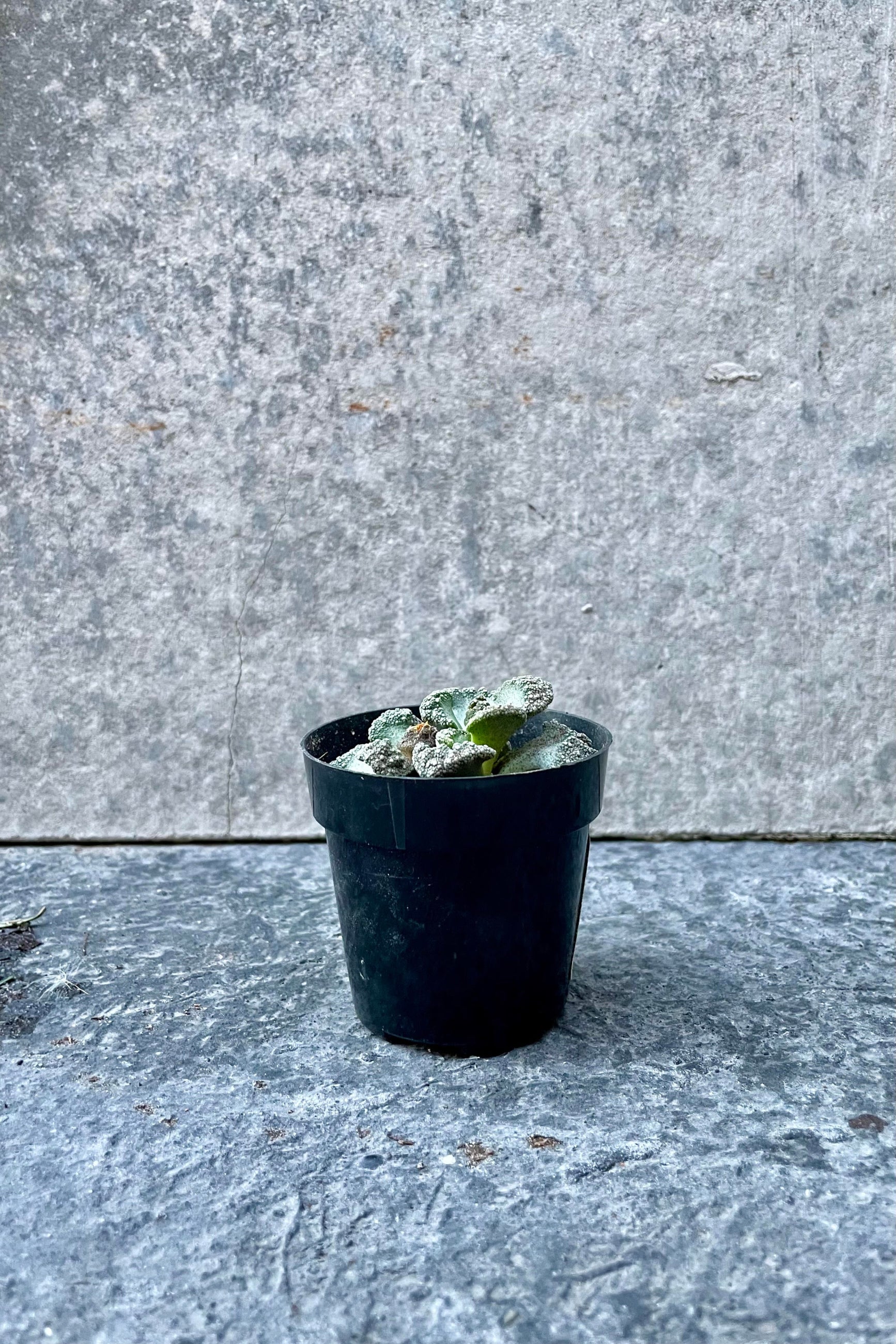 The Titanopsis calcareum sits against a grey backdrop in a 2.5 inch pot.©Sprout Home