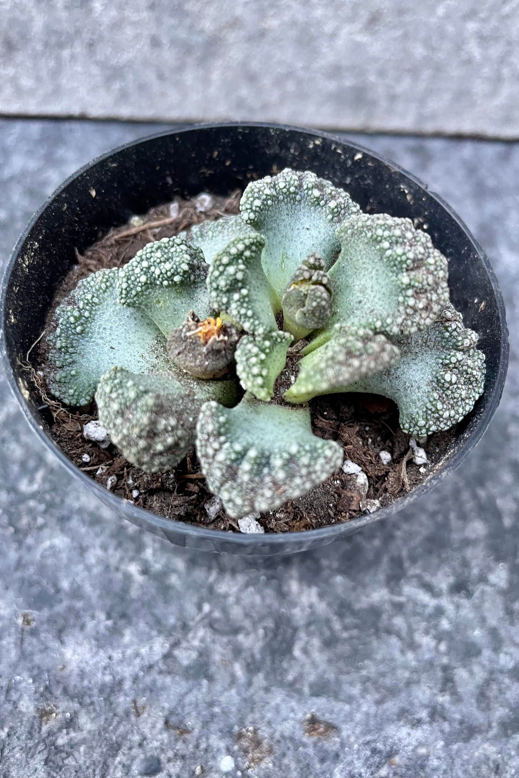 A detailed look at the Titanopsis calcareum ©Sprout Home