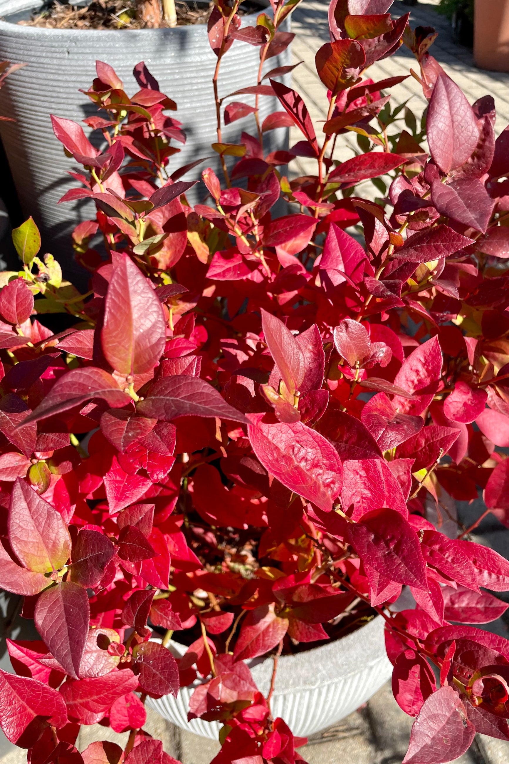 The bright red fall leaves the beginning of October of the Vaccinium 'Polaris Chippewa Northland' shrub. ©Sprout Home