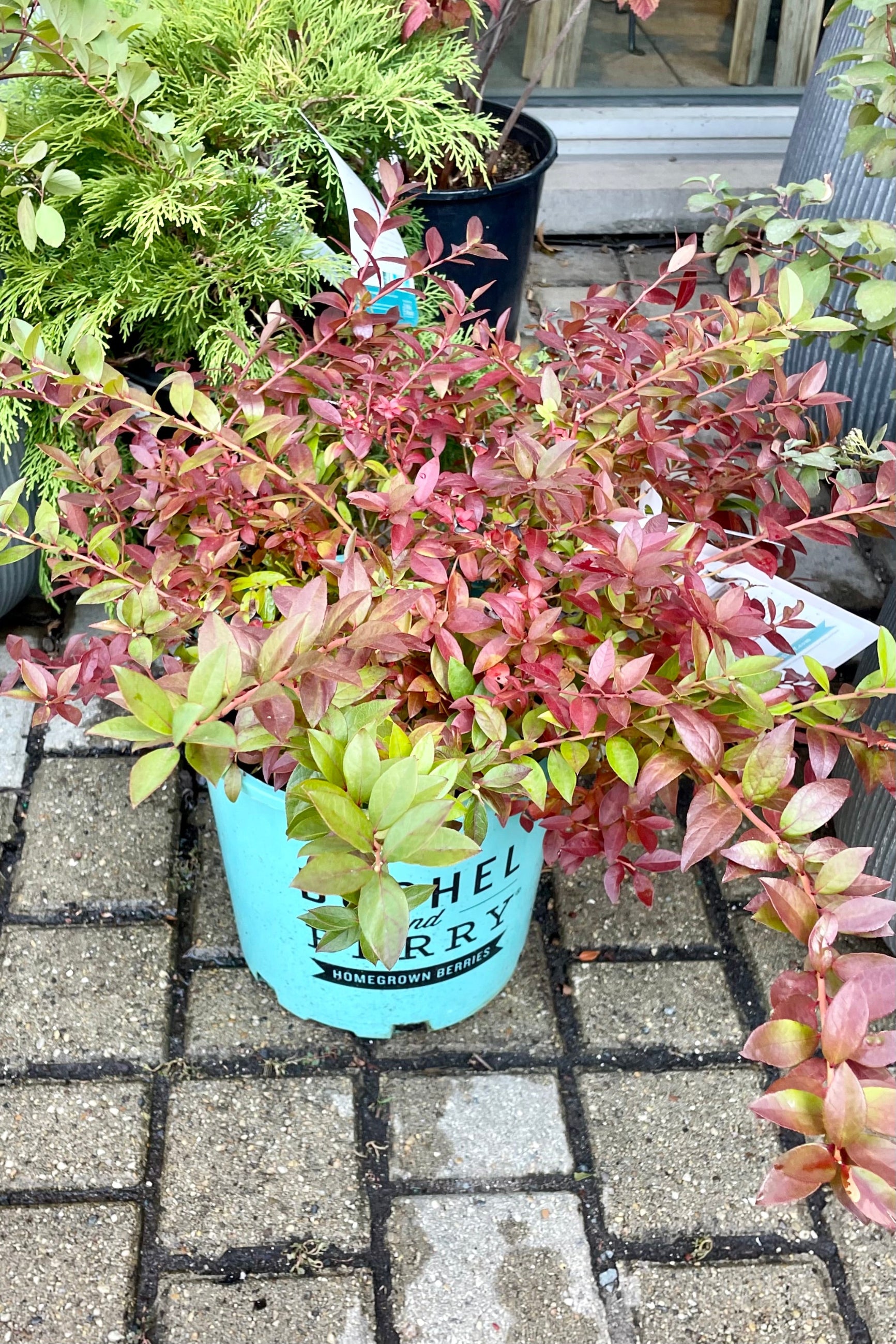'Midnight Cascade' blueberry bush the beginning of October showing fall color on the leaves in a #2 pot at Sprout Home. ©Sprout Home