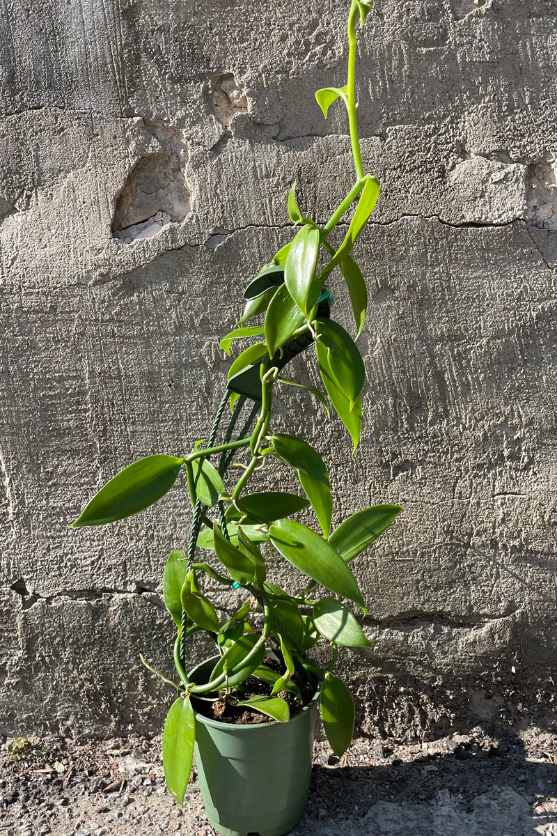 Vanilla planifolia, the Vanilla Orchid, in a 5" growers pot against a grey wall showing off its thick green leaves at Sprout Home. 
