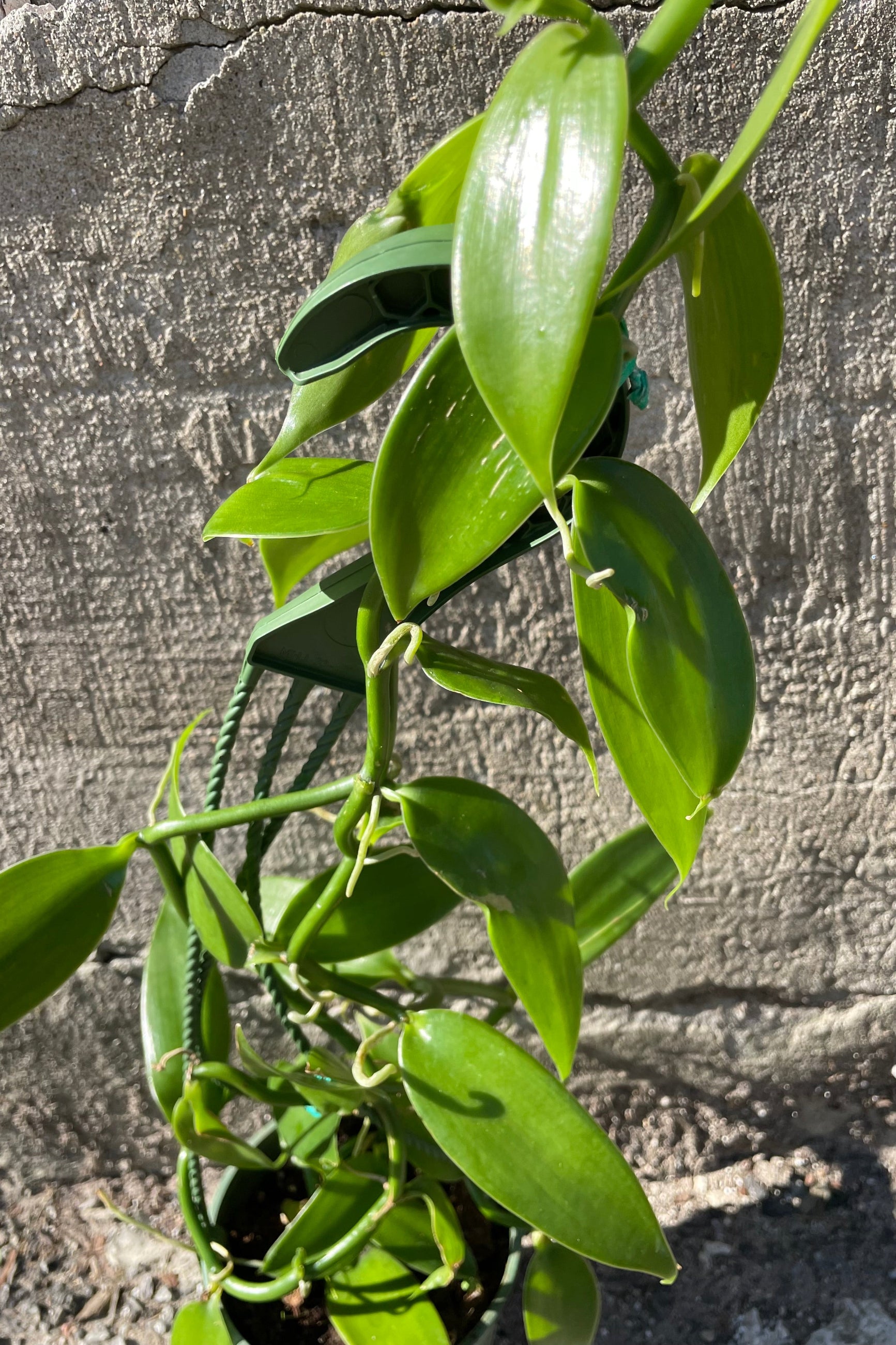 vanilla plant indoors Vanilla planifolia "Vanilla Orchid" 5"