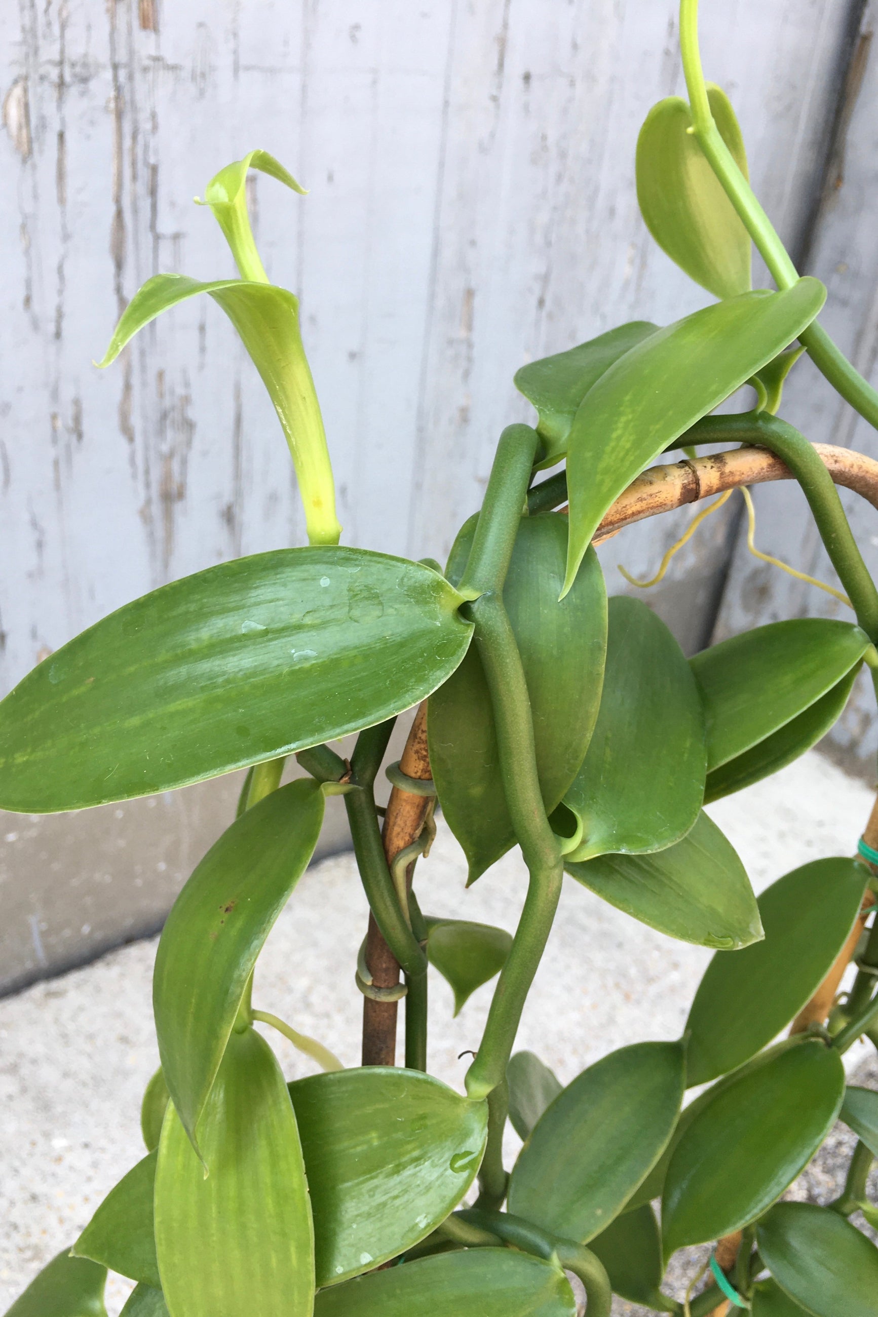 vanilla house plant Vanilla planifolia "Vanilla Orchid" 8" at SPROUT HOME