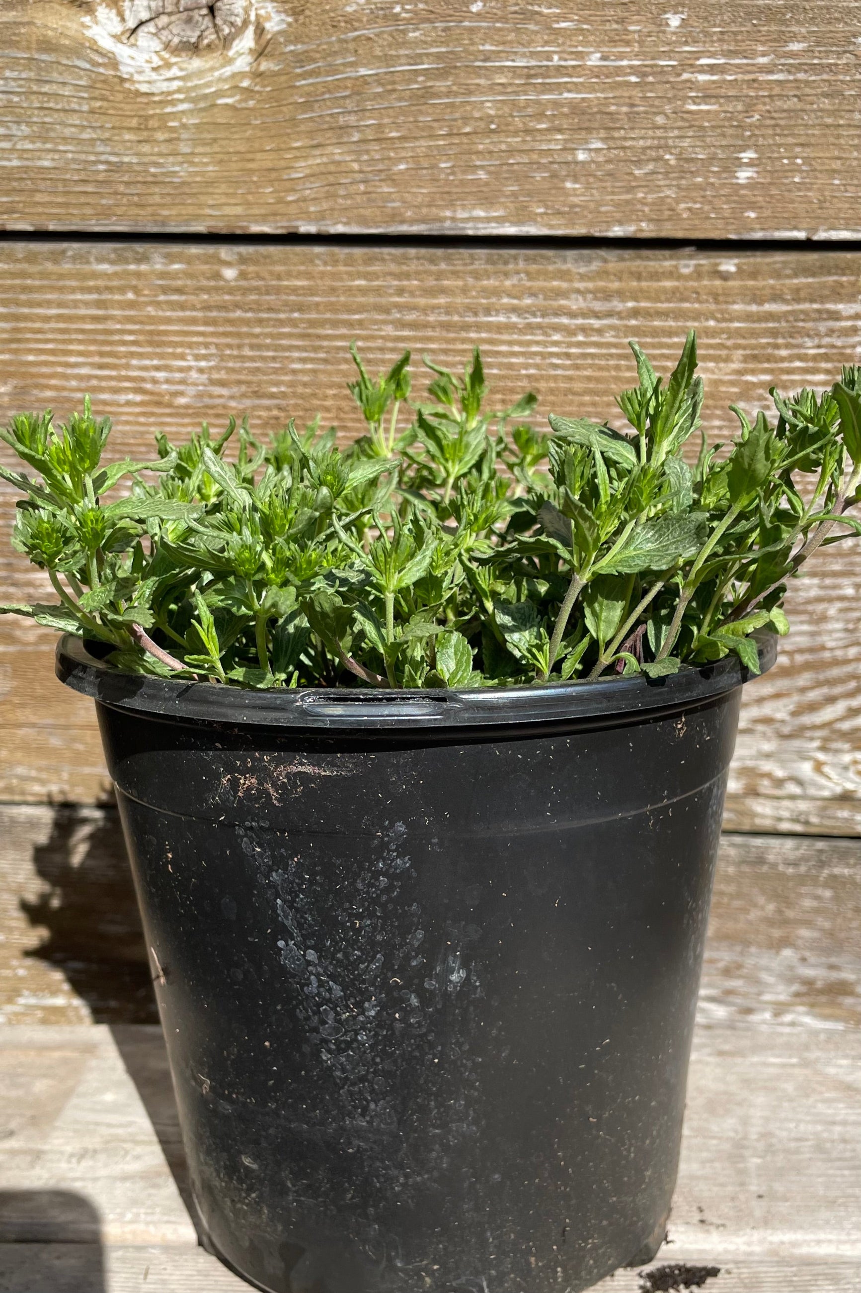 Veronica 'Blue Yonder' in a #1 pot the middle of April just starting to emerge for the season with its green leaves prior to bloom. ©Sprout Home