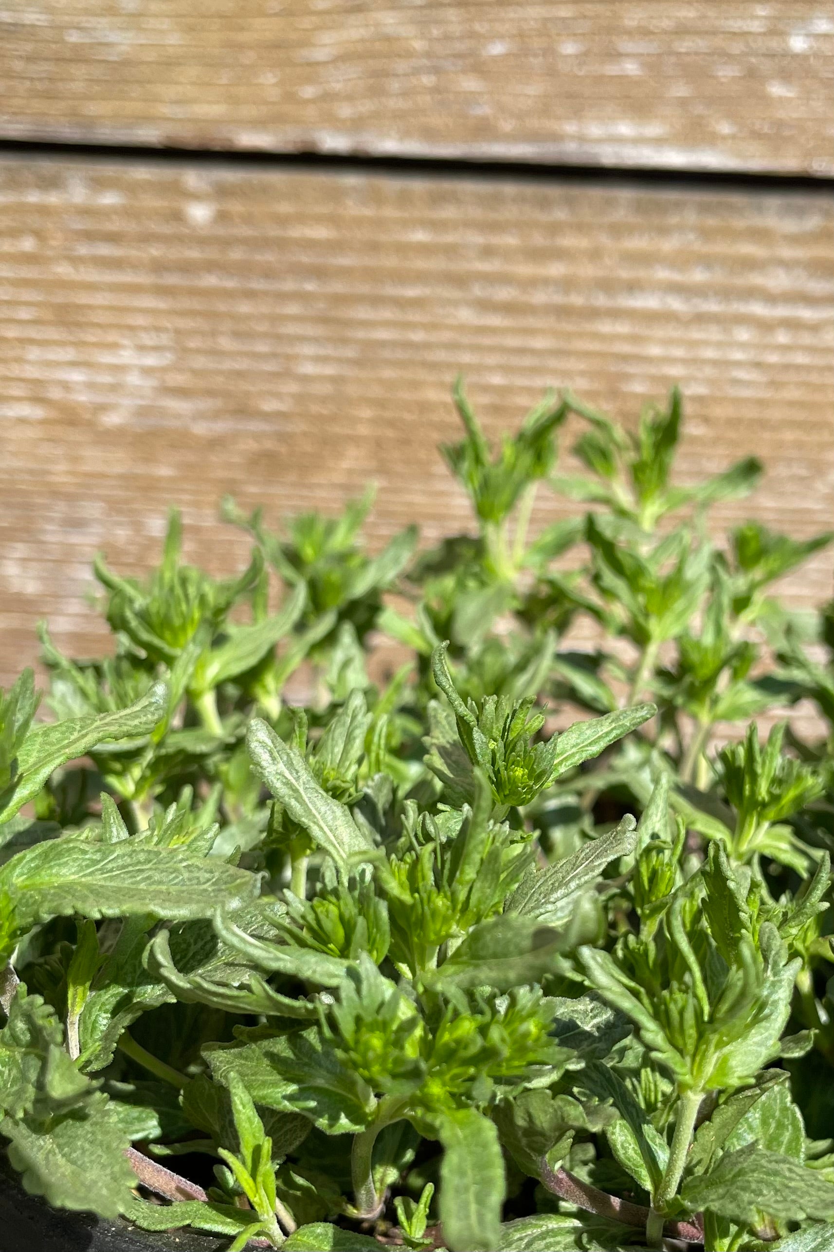 Veronica ' Blue Yonder' just starting to grow for the season mid April with green leaves and the start of buds.