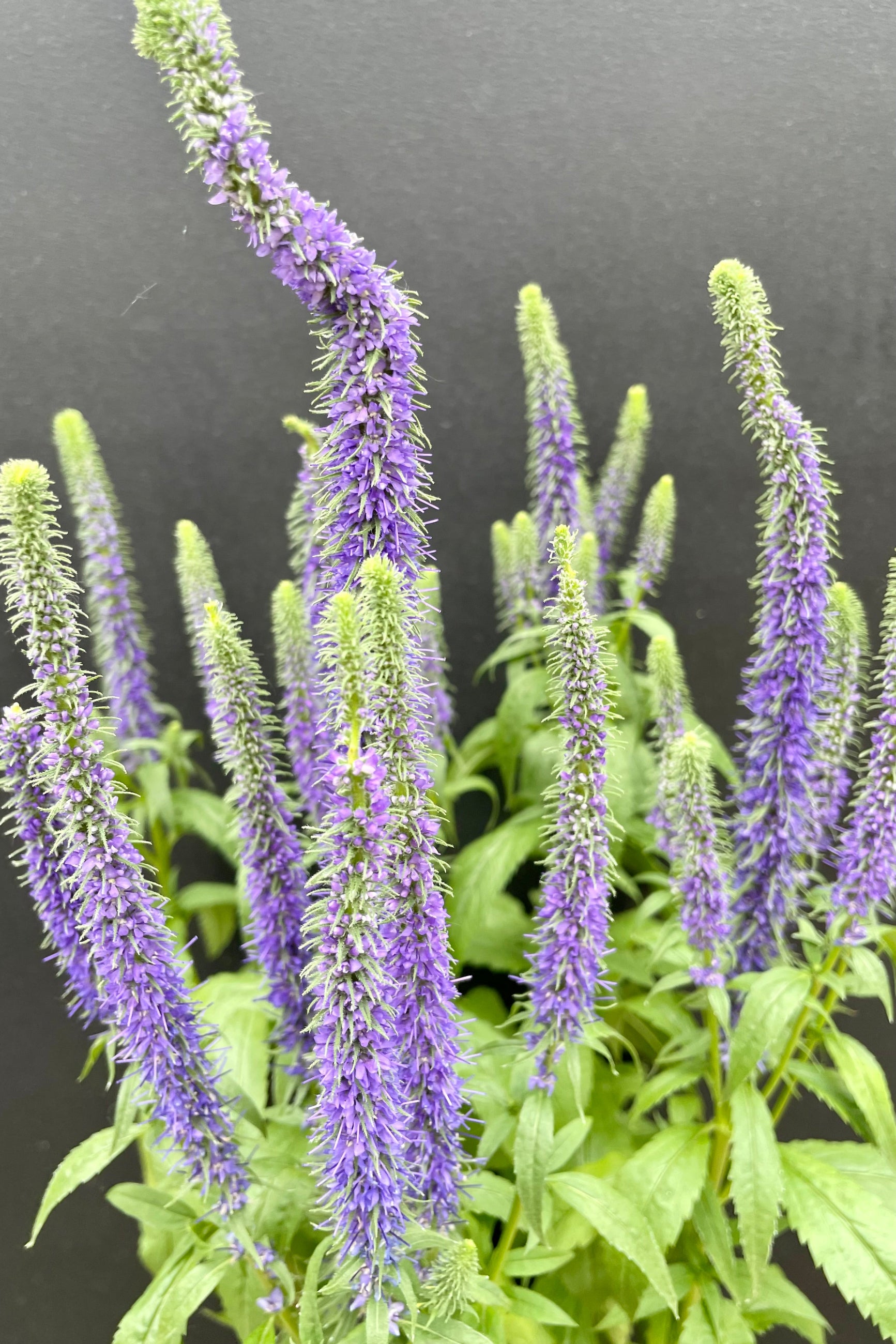A detail picture of the purple spike flowers of the Veronica 'Royal Candles' perennial in bloom the beginning of June against a black background at Sprout Home. ©Sprout Home
